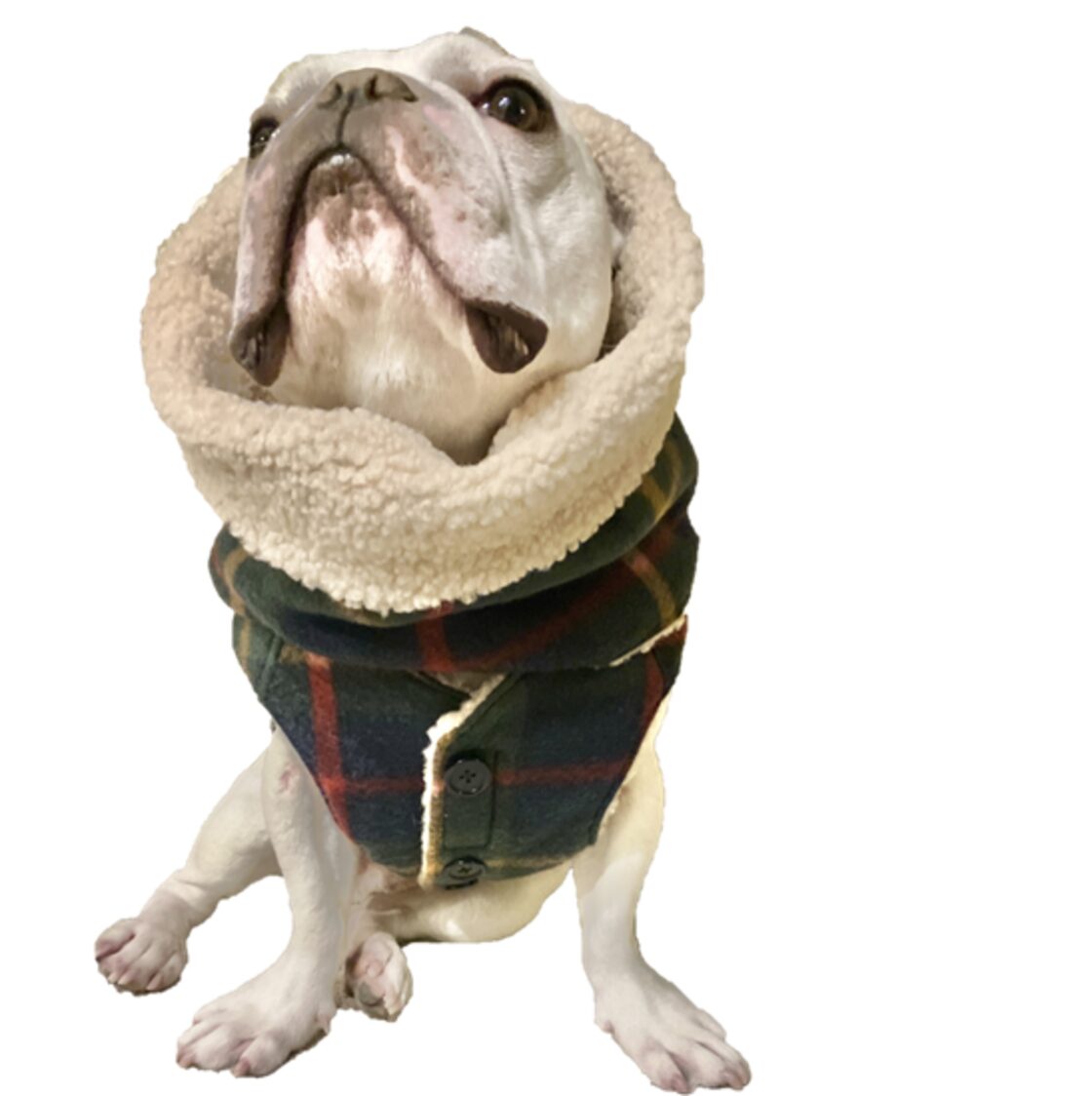 no. 1556 ハンドメイド 犬服 【公式通販】