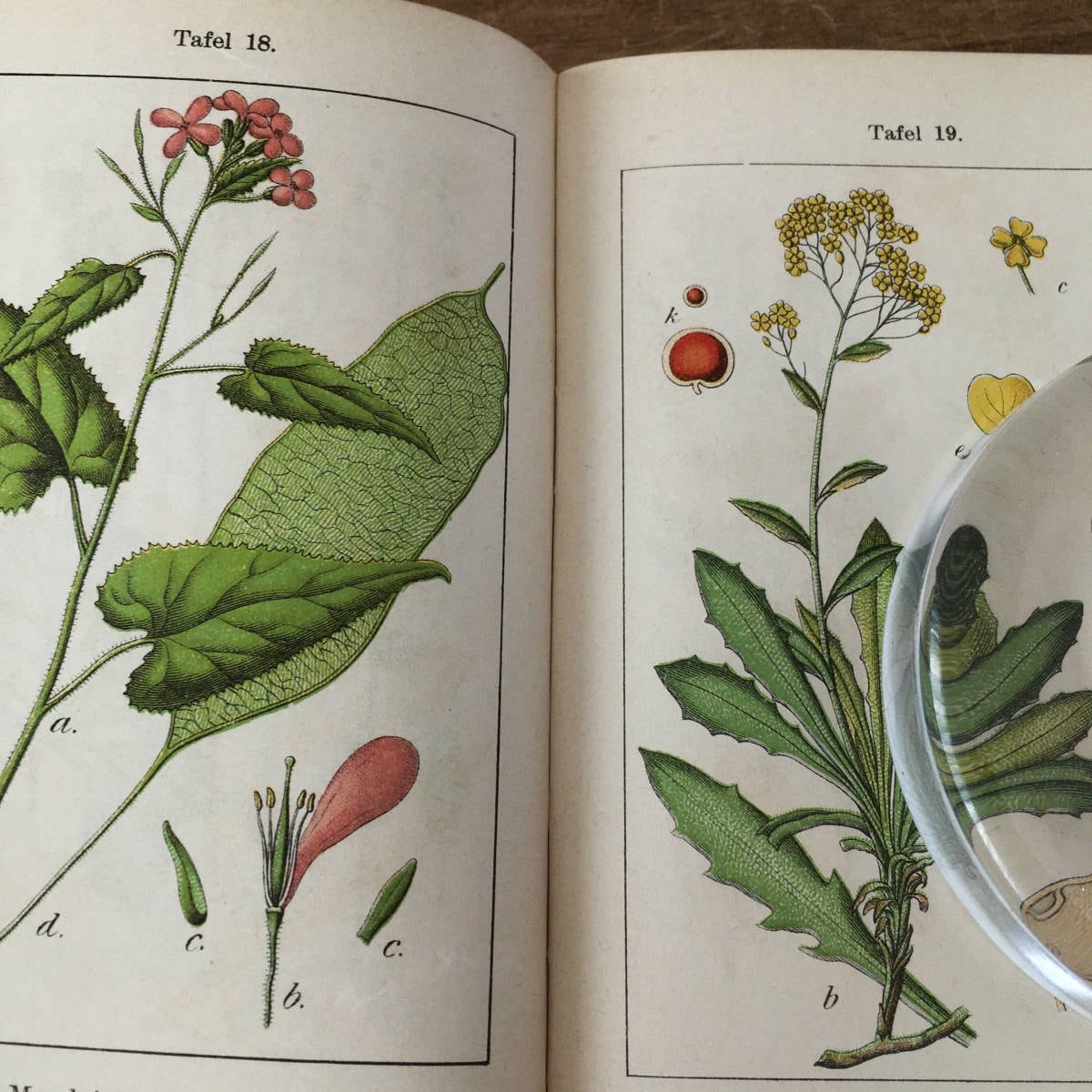 入園入学祝い M.S. Merian お花図鑑 ヴィンテージ洋書 インゼル出版社