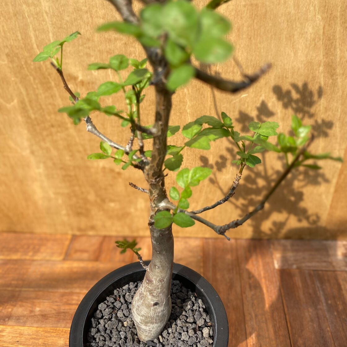 Bursera fagaroides【ブルセラ・ファガロイデス・実生】 | PAY ID