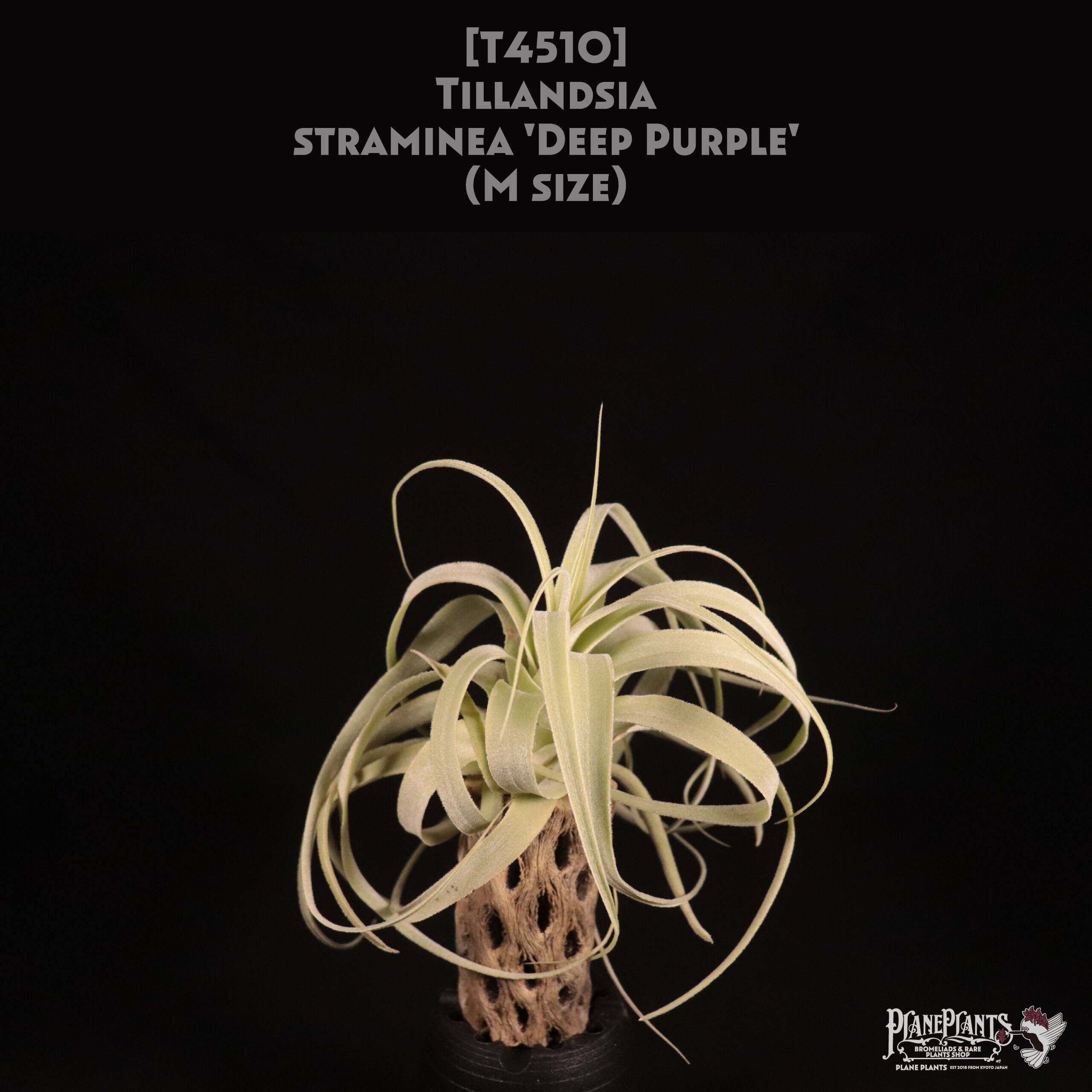 【送料無料】straminea 'Deep Purple'〔エアプランツ〕現品発送T4510