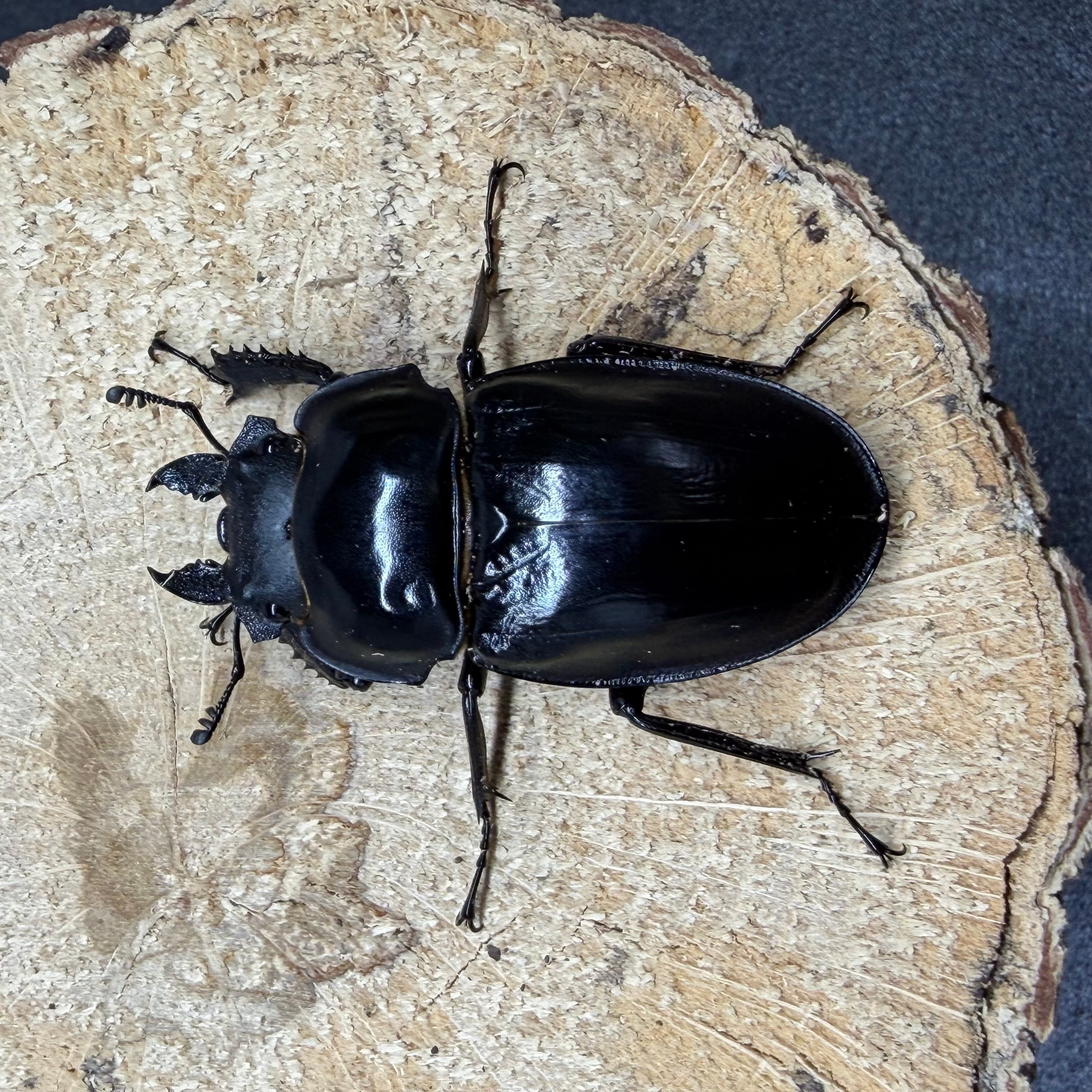 西表島産ヤエヤママルバネクワガタ♂56mmペア | ドルクスあかね