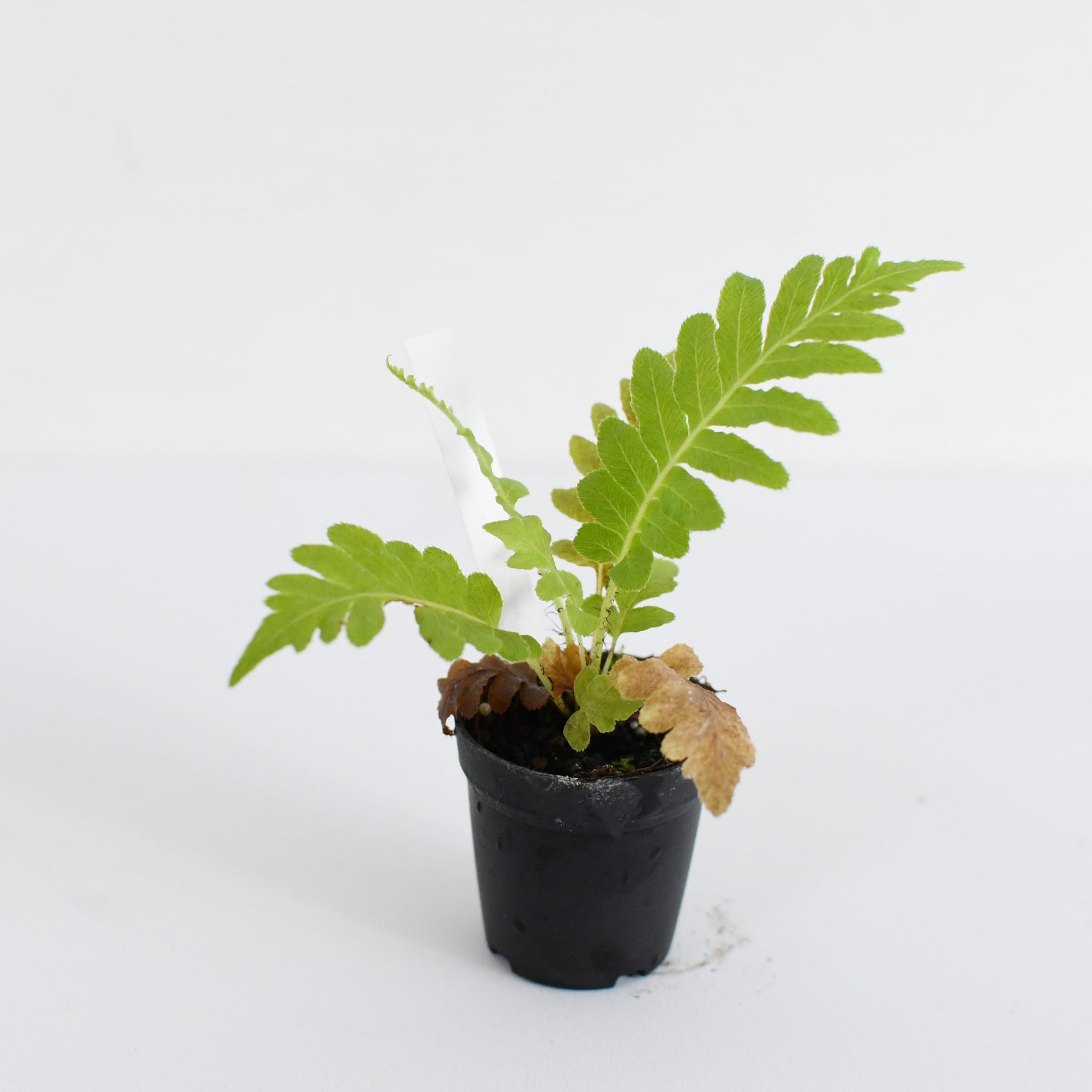 ブレクナム'シルバーレディ'（シダ植物） 苔テラリウム作製用素材 | 苔