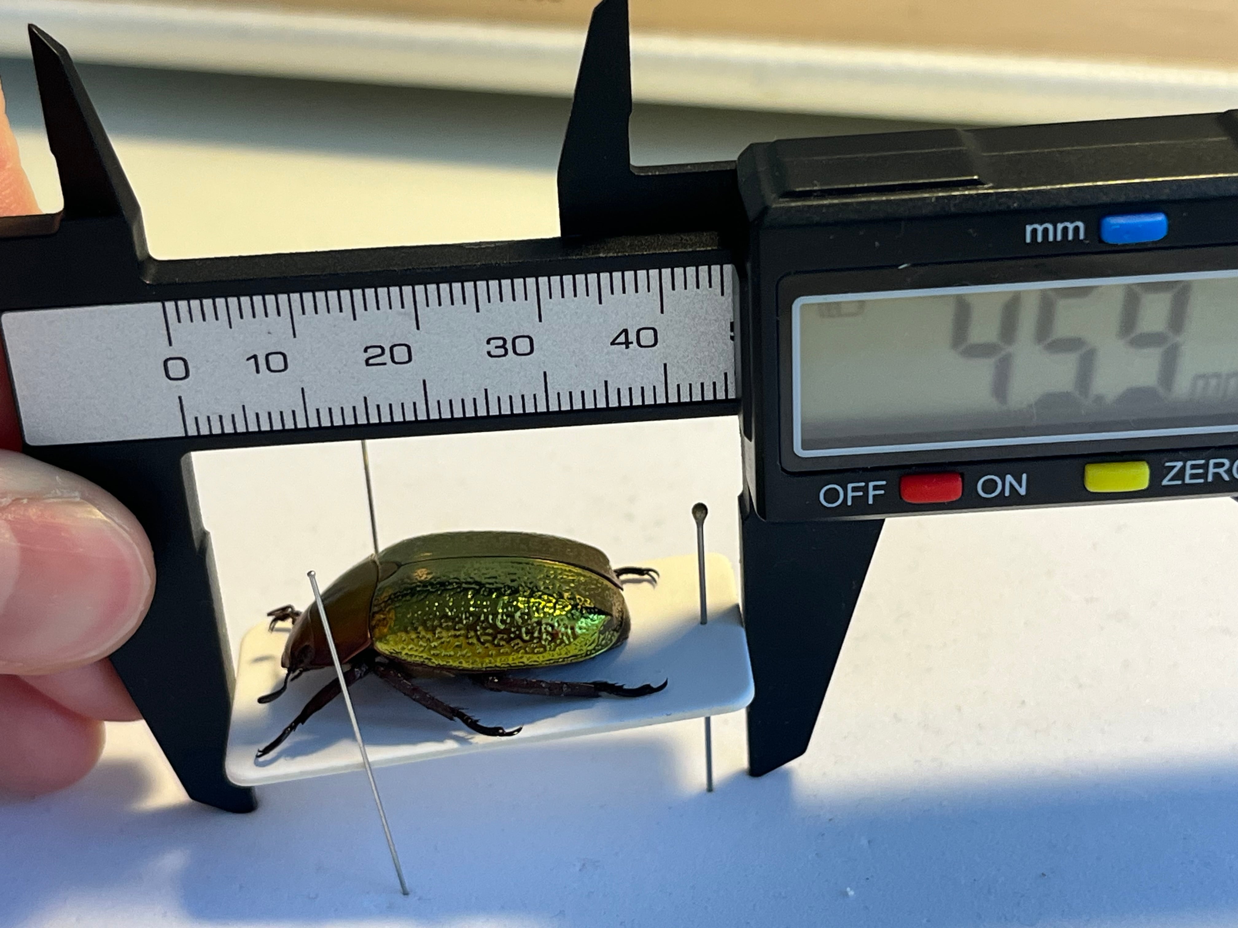 最新作】ボウカルディプラチナコガネ Chrysina boucardi GOLDform 頭が