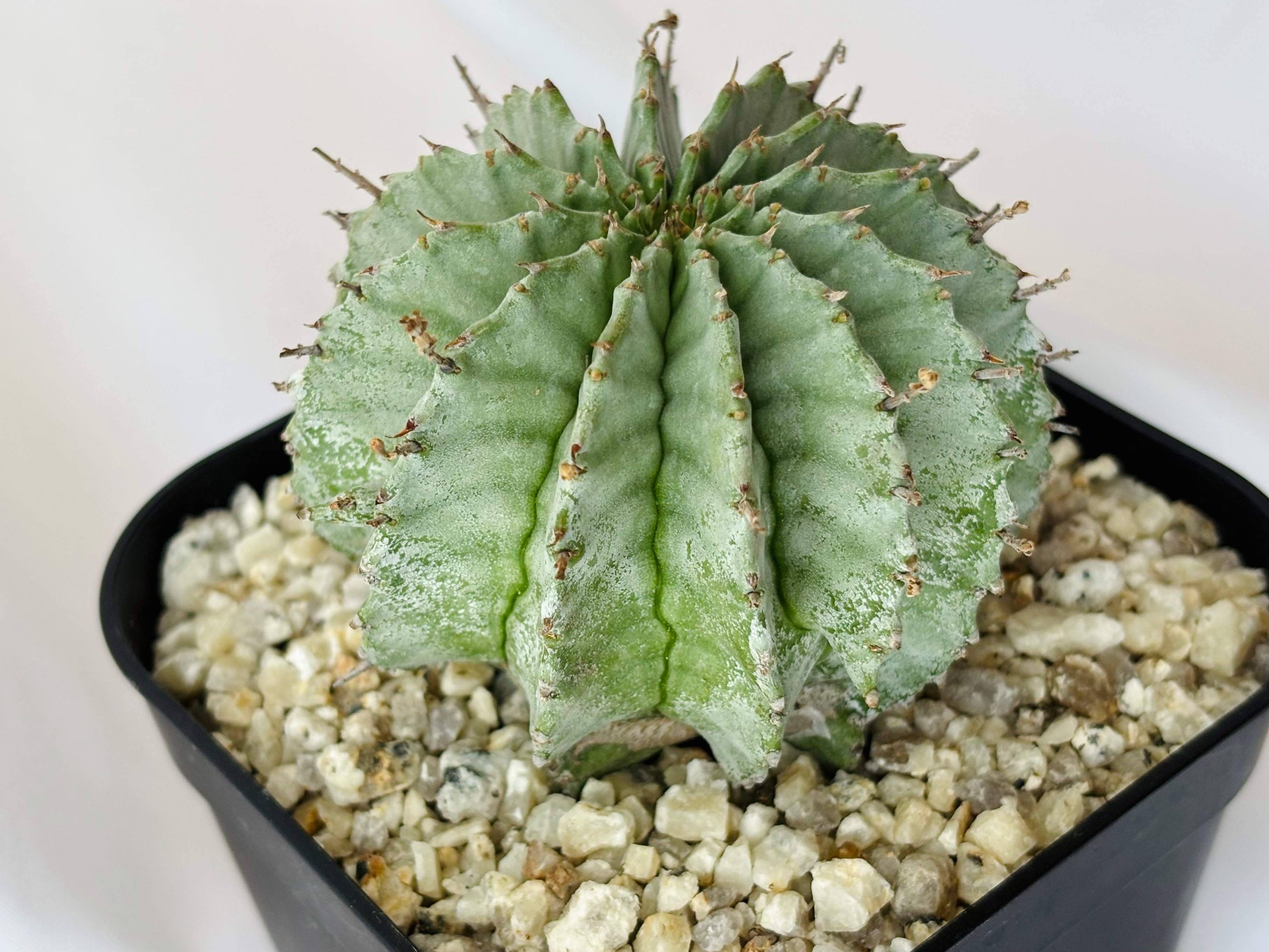 Euphorbia Horrida ユーフォルビア・ホリダ 白衣胴太 多肉植物
