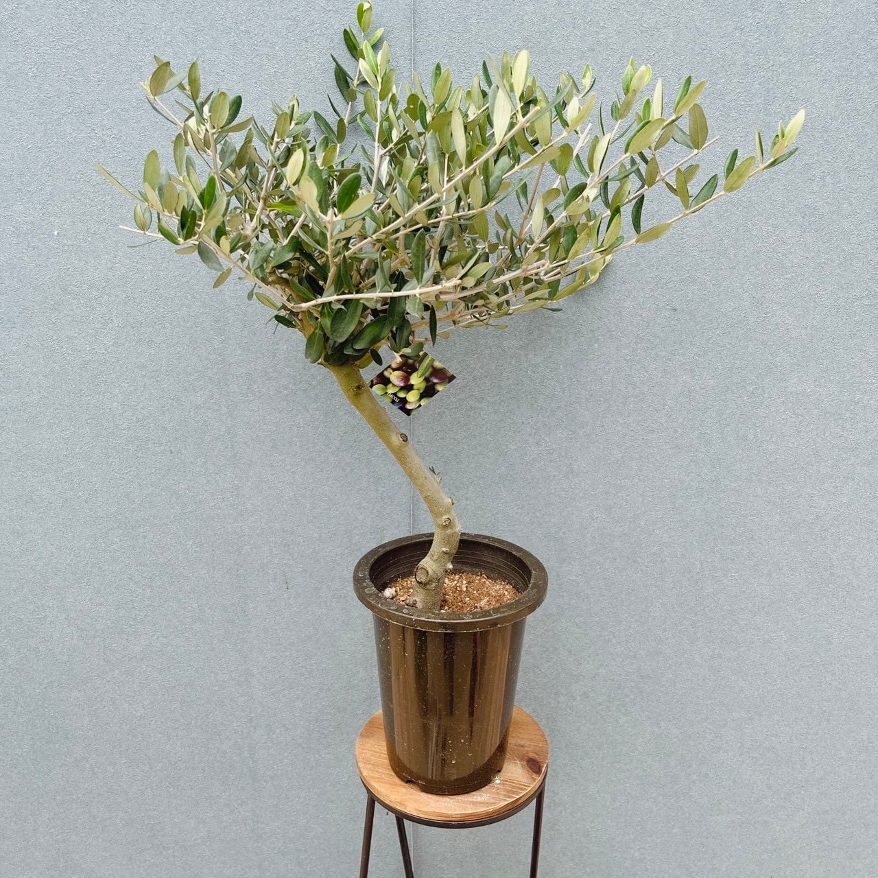 現品］16番 創樹 オリーブ ミッション 6号 観葉植物 ベランダ SOUJU