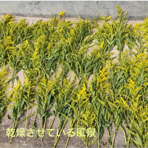 自然農法】＊＊ルーコの里＊＊そのまま野草（セイタカアワダチソウ