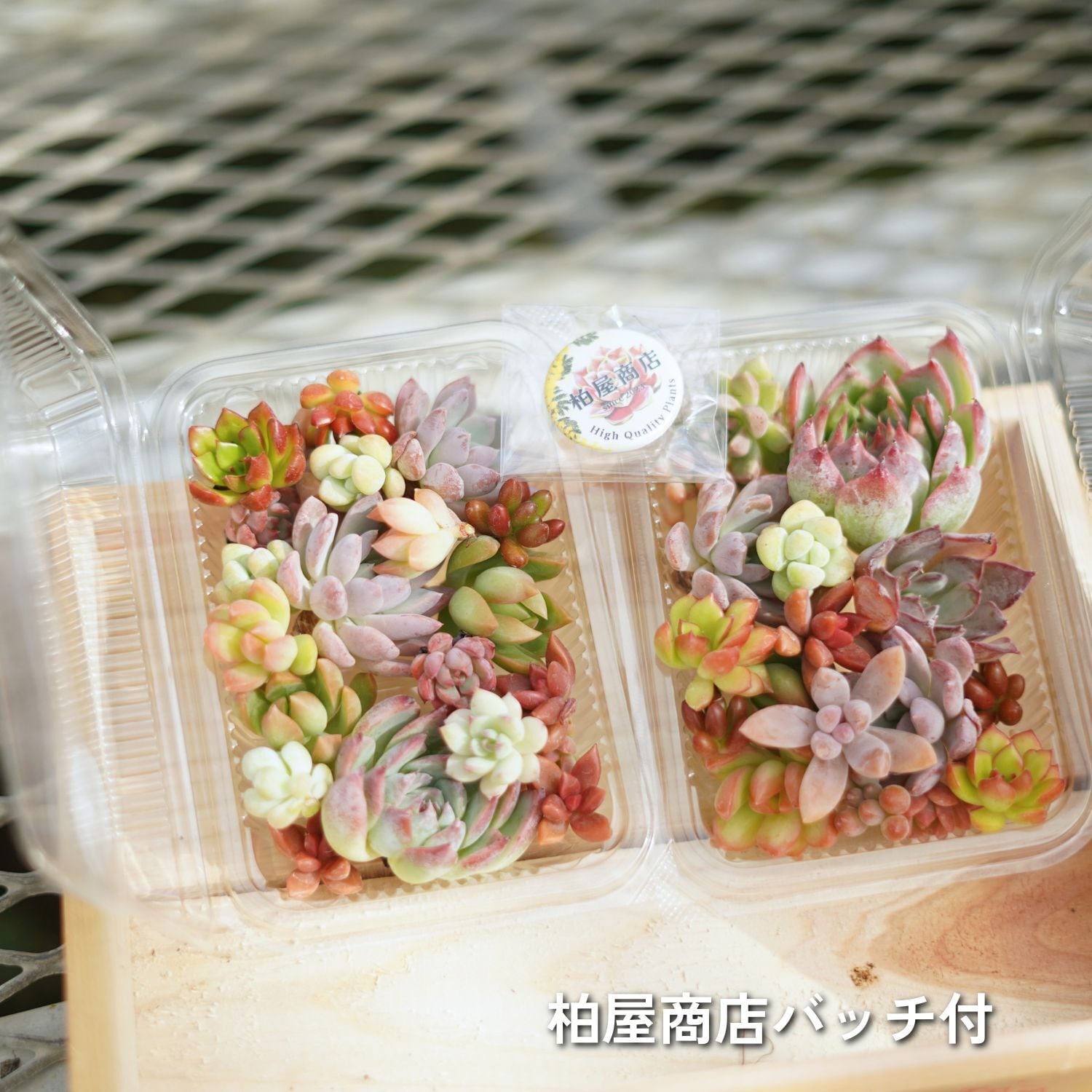 木箱付き 多肉弁当2個セット | 柏屋商店