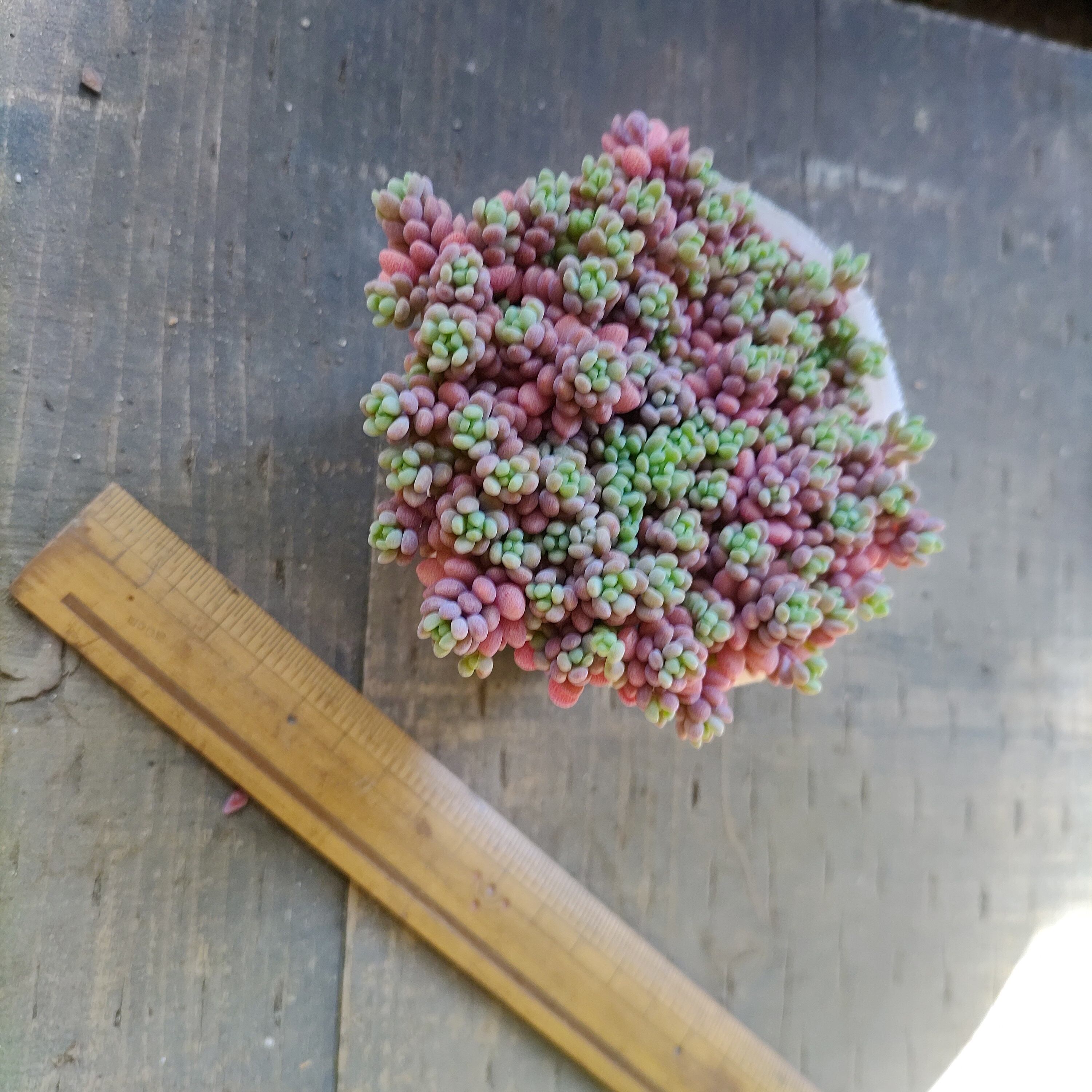 パープルヘイズ ストロベリーカラー | RuPo 多肉植物専門店