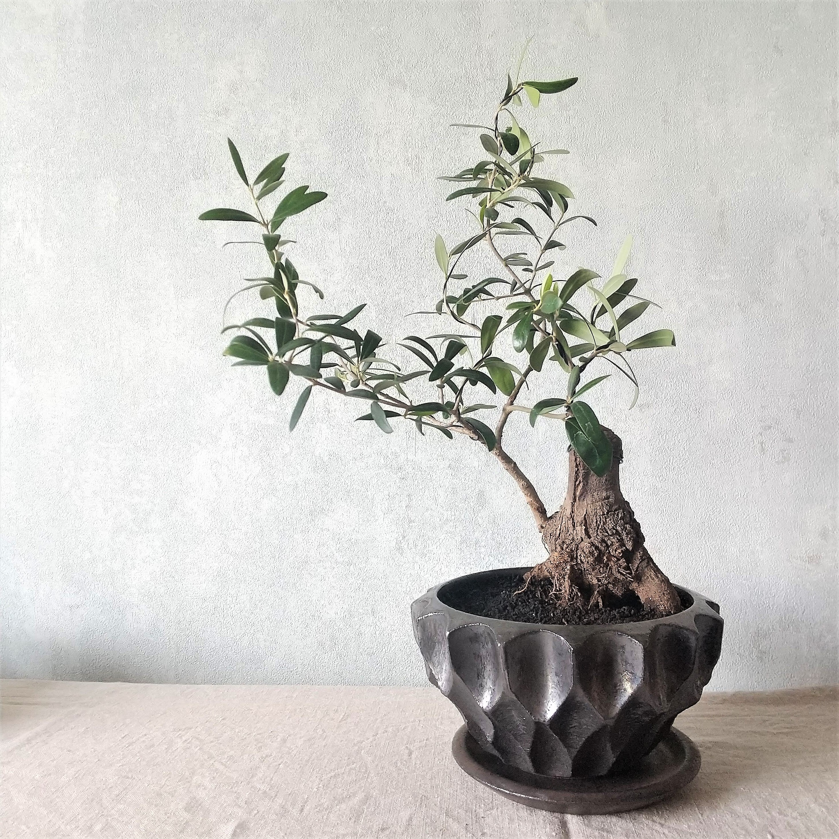 オリーブ盆栽 ネバディロブランコ (PS219) | 南アルプスのオリーブ畑  