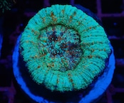 【現地買付】Achanthastrea Maxima Premium