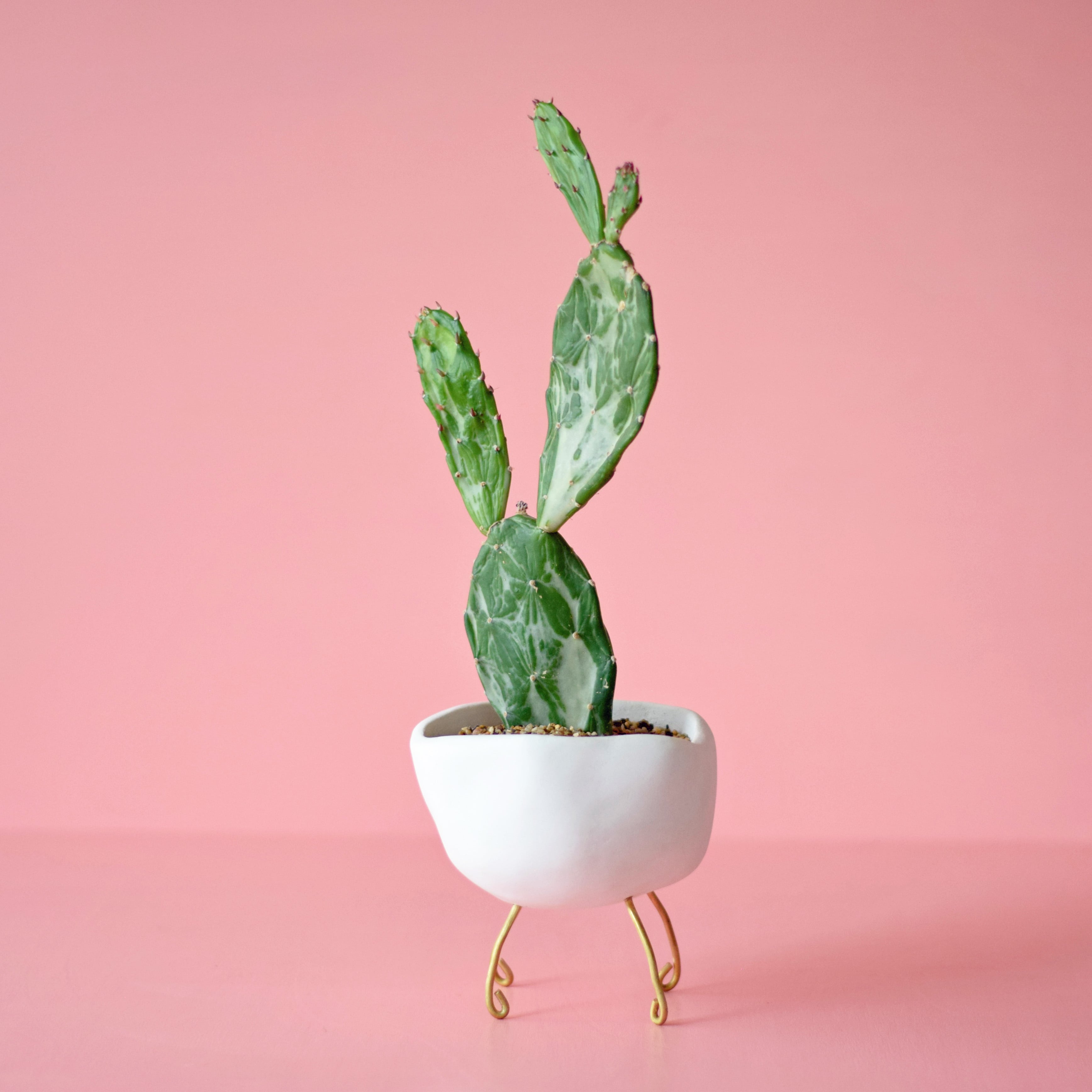 【一点もの】echidna CACTUS ANGELサボ天使 陣内啓治 オブジェ 一点もの】echidna CACTUS ANGELサボ天使 陣内啓治 オブジェ - メルカリ