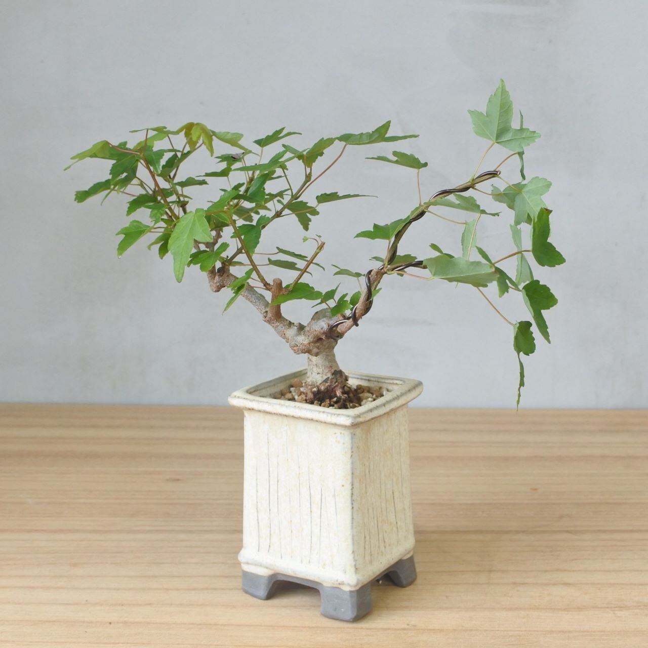 雑木盆栽】楓（カエデ・Maple） <K6> | BONSAI 鉄と山 | Garden Times
