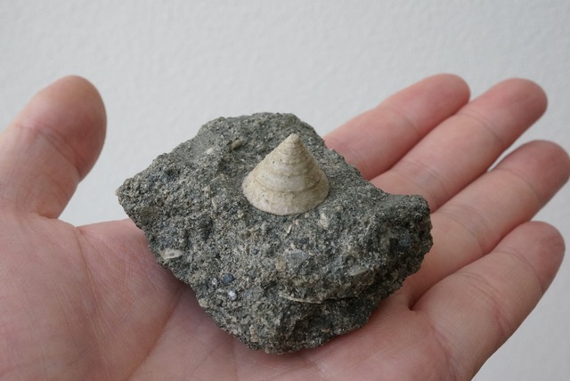 イタリア産巻貝化石 Tectus semilaevigatus