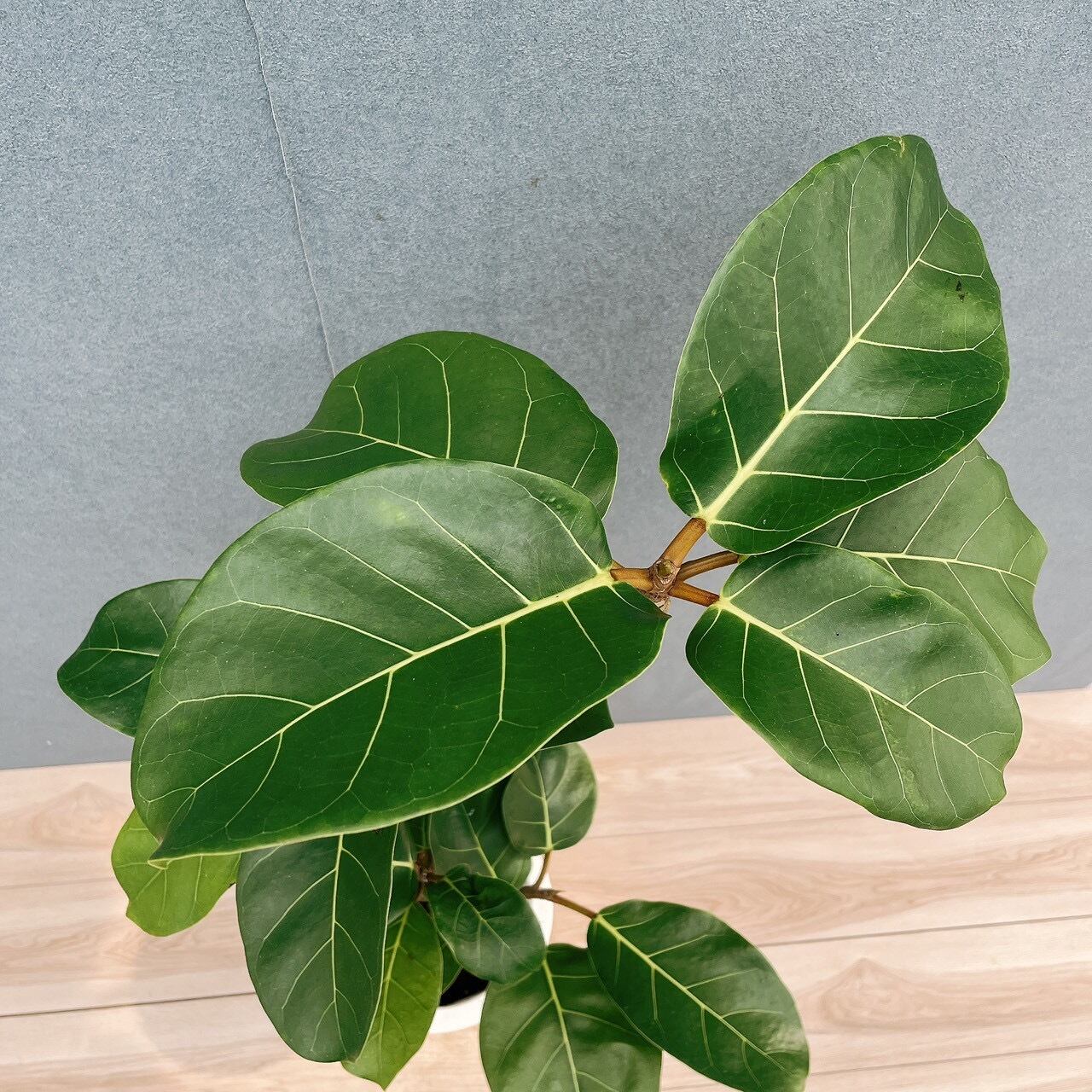 現品］【希少】4番 フィカス アフリカンプリンス 8号 観葉植物 室内