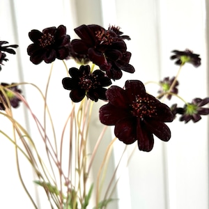 チョコレートコスモス　20本　