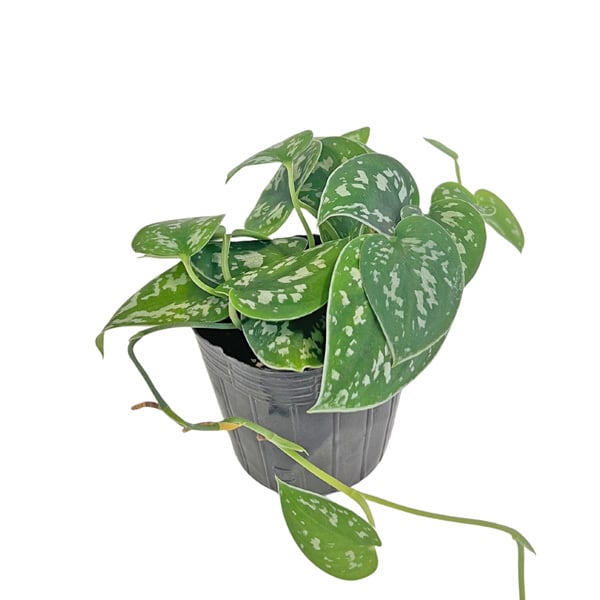 Sansevieria 'Tower Variegated' サンスベリア・タワー 斑入り | PAY ID