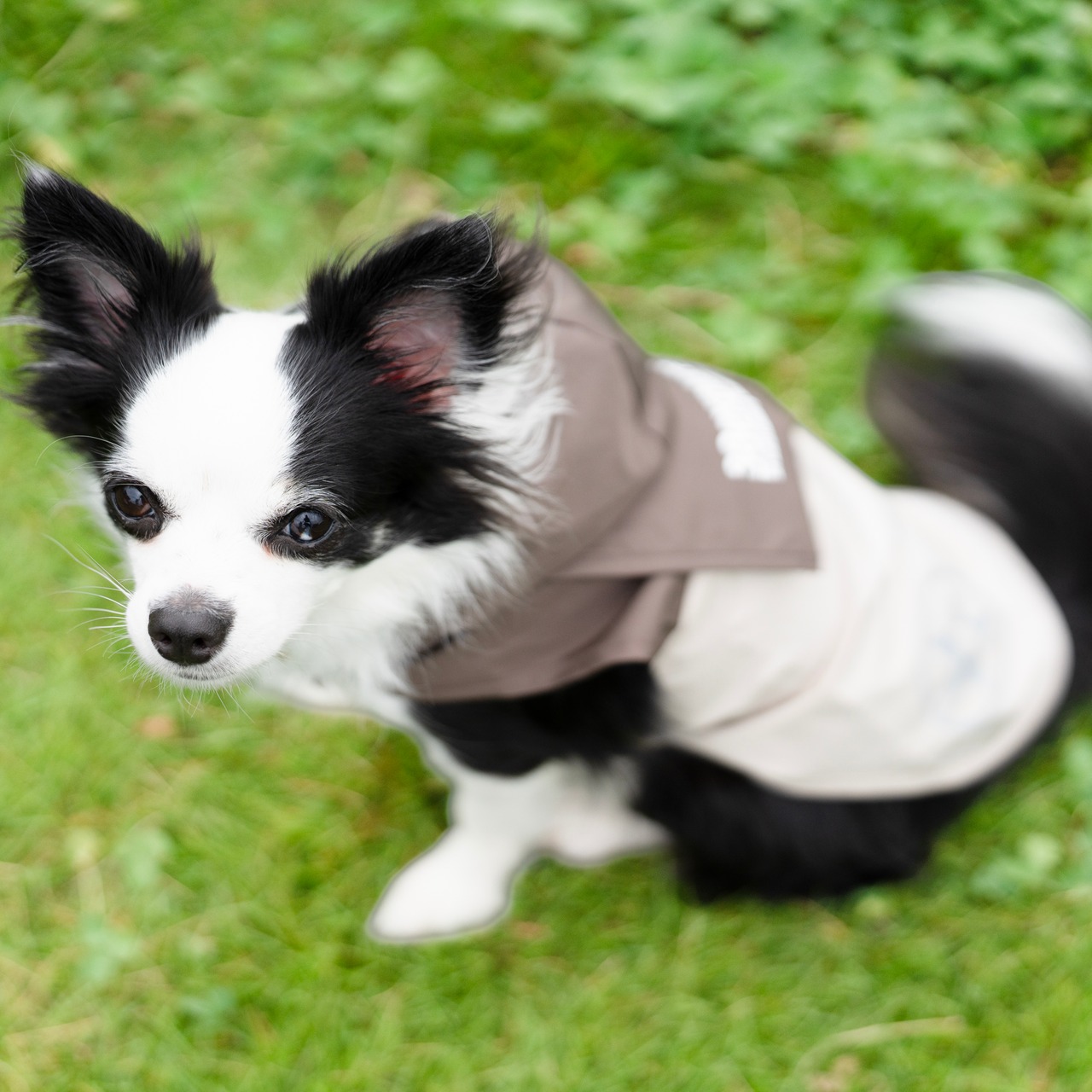 38DOG RAINCORT / KAHKI