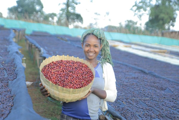 販売終了》コーヒー豆150g / エチオピア バンコ チェルチェレ