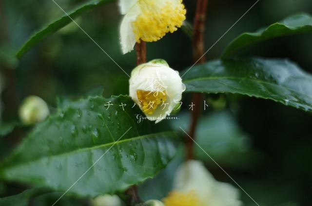 004 茶の花