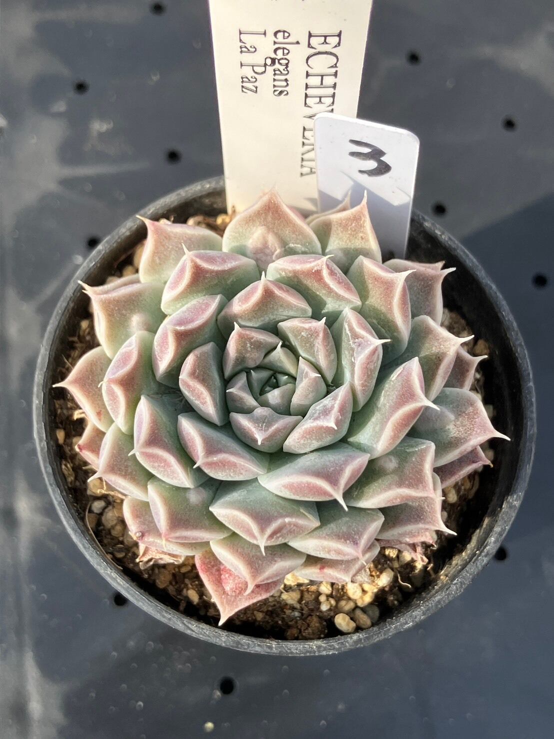現物商品】elegans La Paz エレガンス ラパス 個数制限あり ③ | 多肉