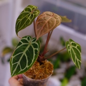 Anthurium. SKG Pink Lemonade × A.Zara Michelle⑤ / アンスリウム ピンクレモネード × ザラ ミシェル