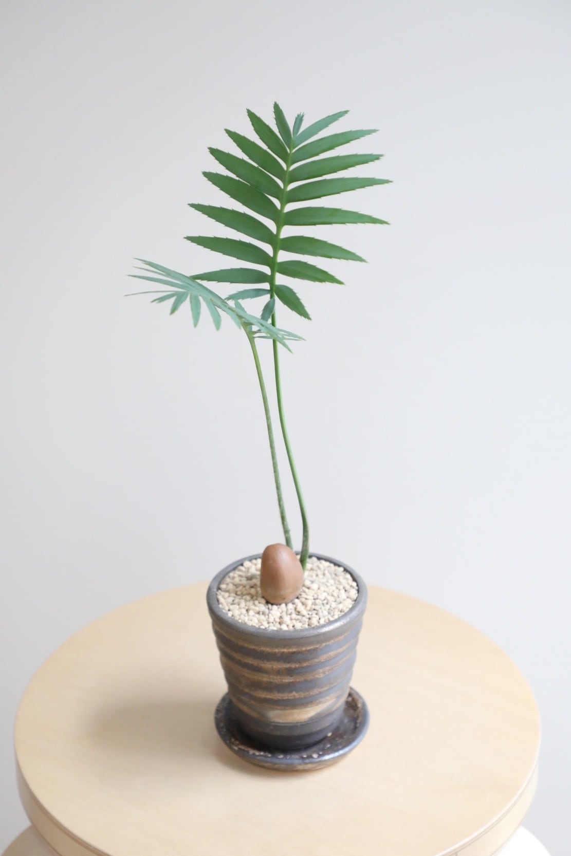 M】ディオーン スピヌロスム/Dioon spinulosum ※陶器鉢付き | 【厳選