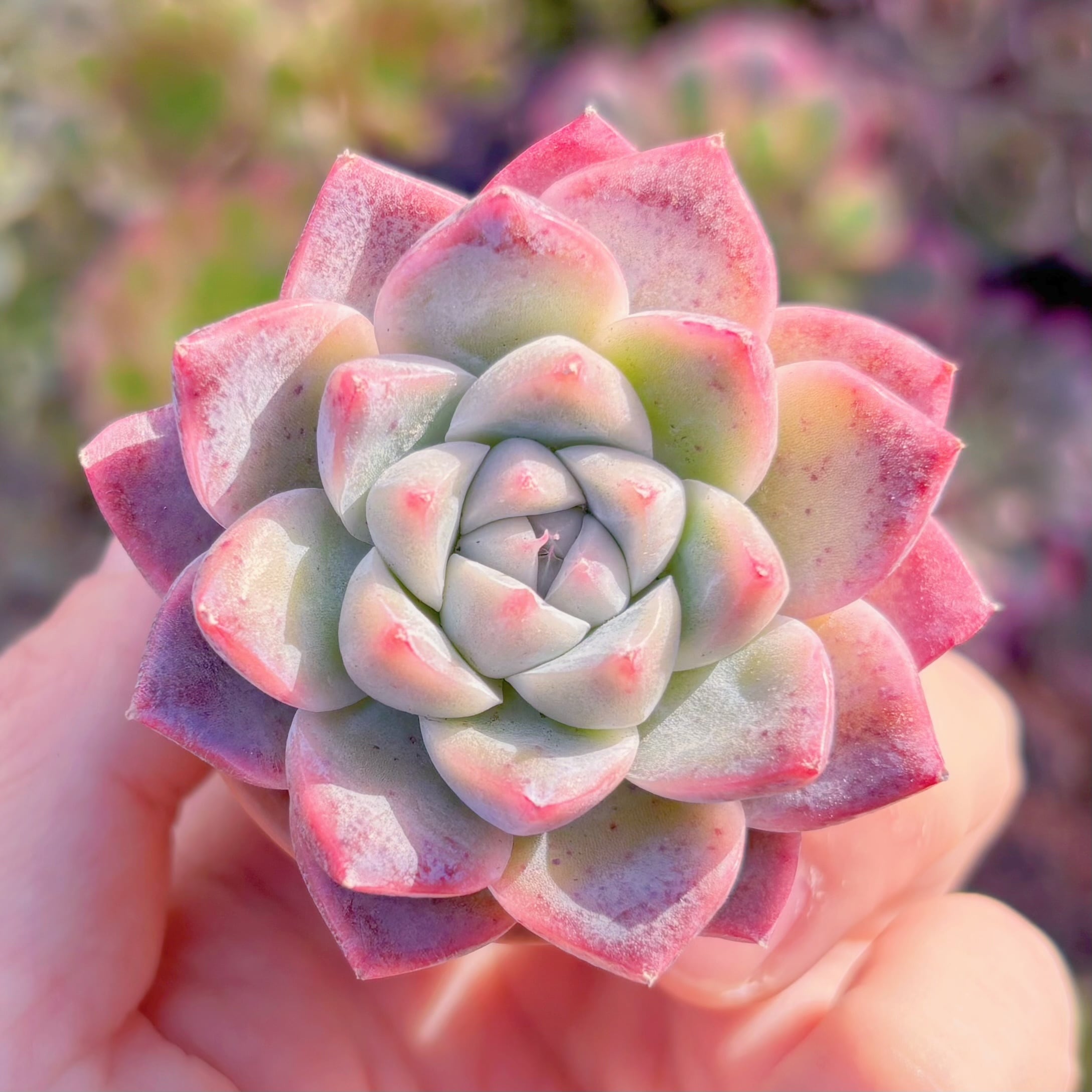 多肉植物　Maibina Variegated　新入荷　るる農園