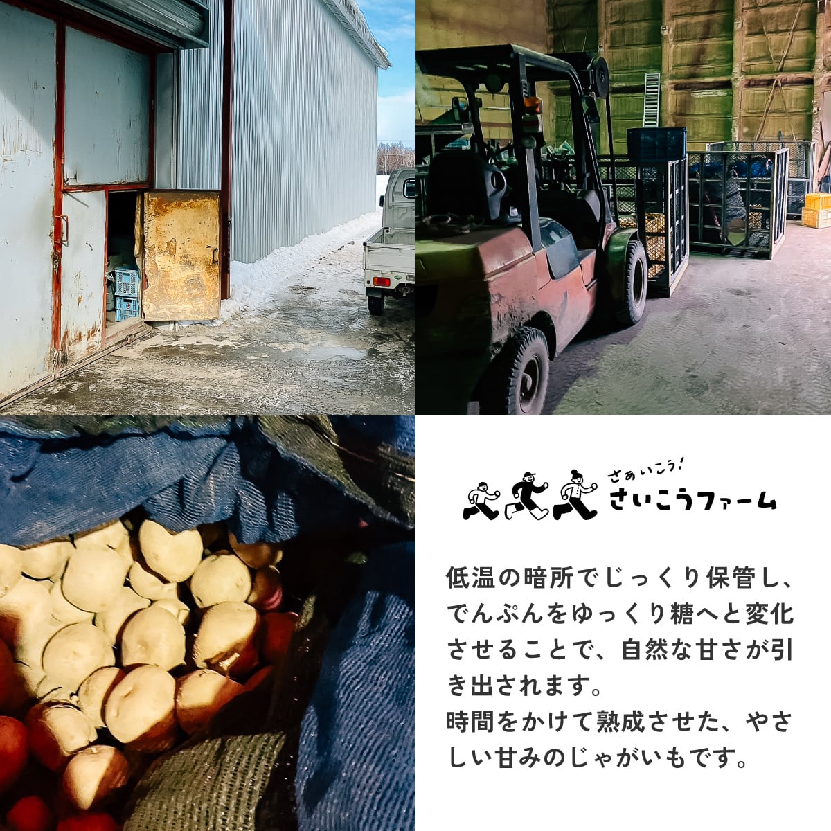 順次発送】送料無料☆熟成じゃがいも2026「夜明けのうた」1.8kg