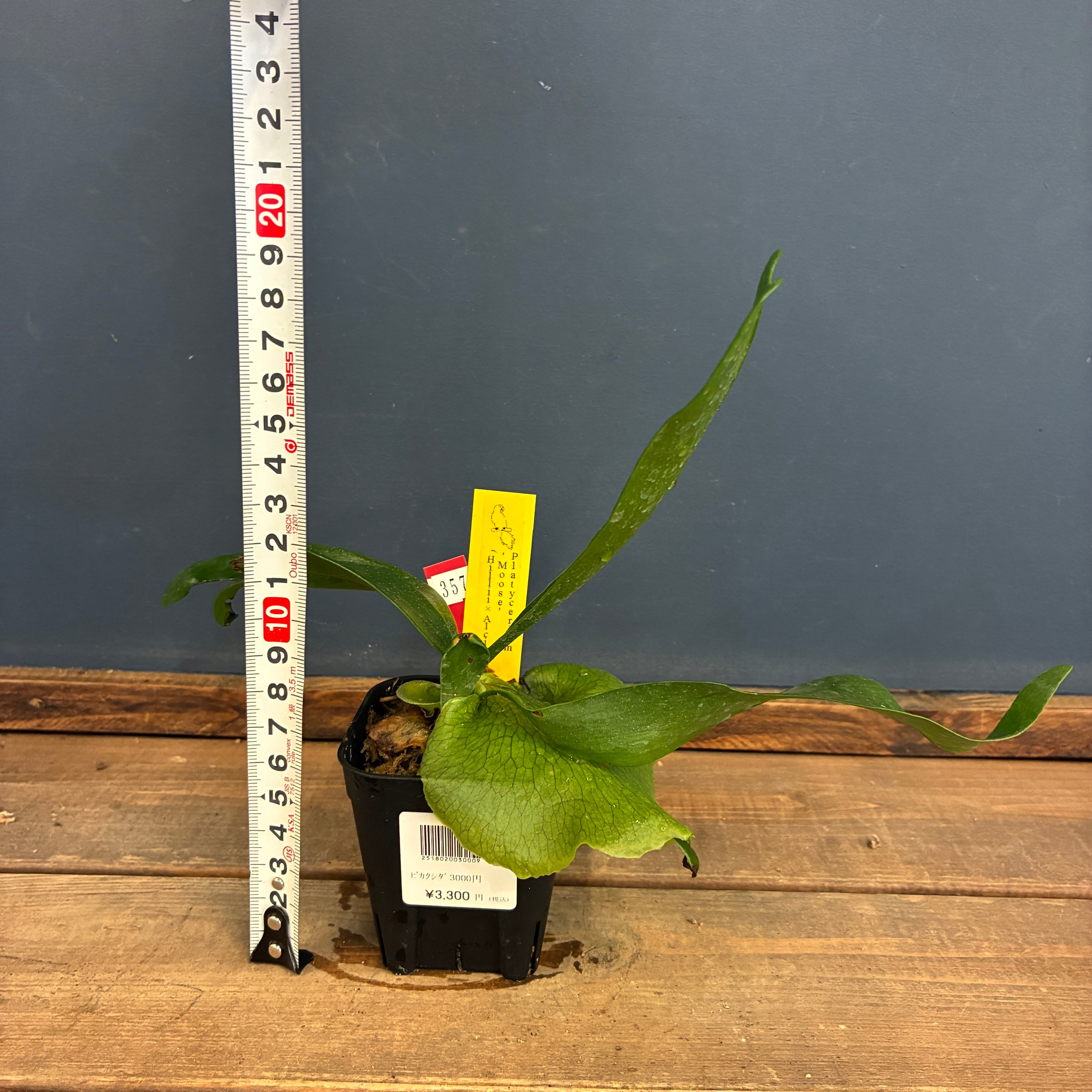 ビカクシダ Platycerium Moose(hillii × alcicorne)【357