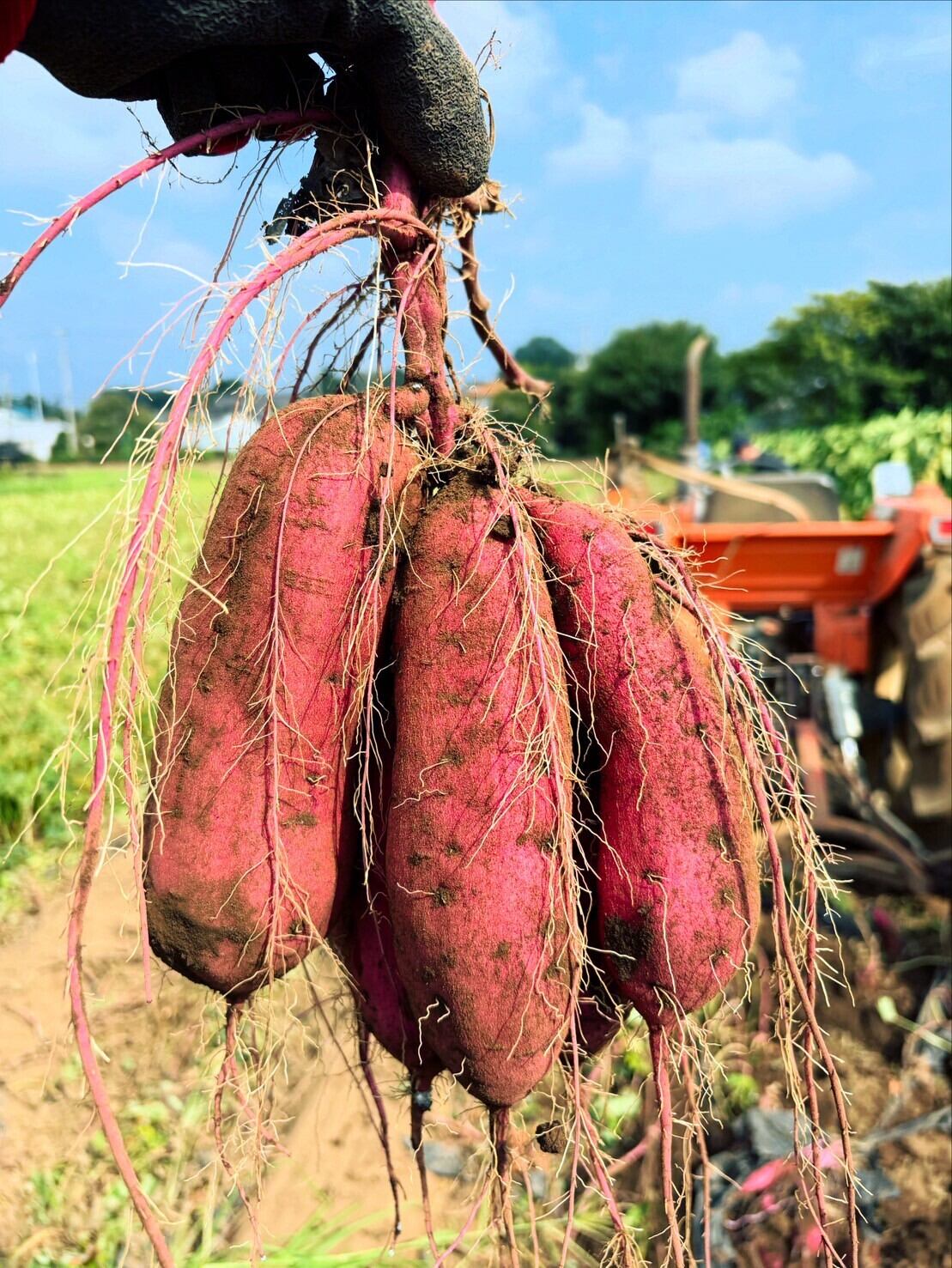 25年度販売終了）ほくほくのさつまいも（栗かぐや）2.5 kg 【販売期間