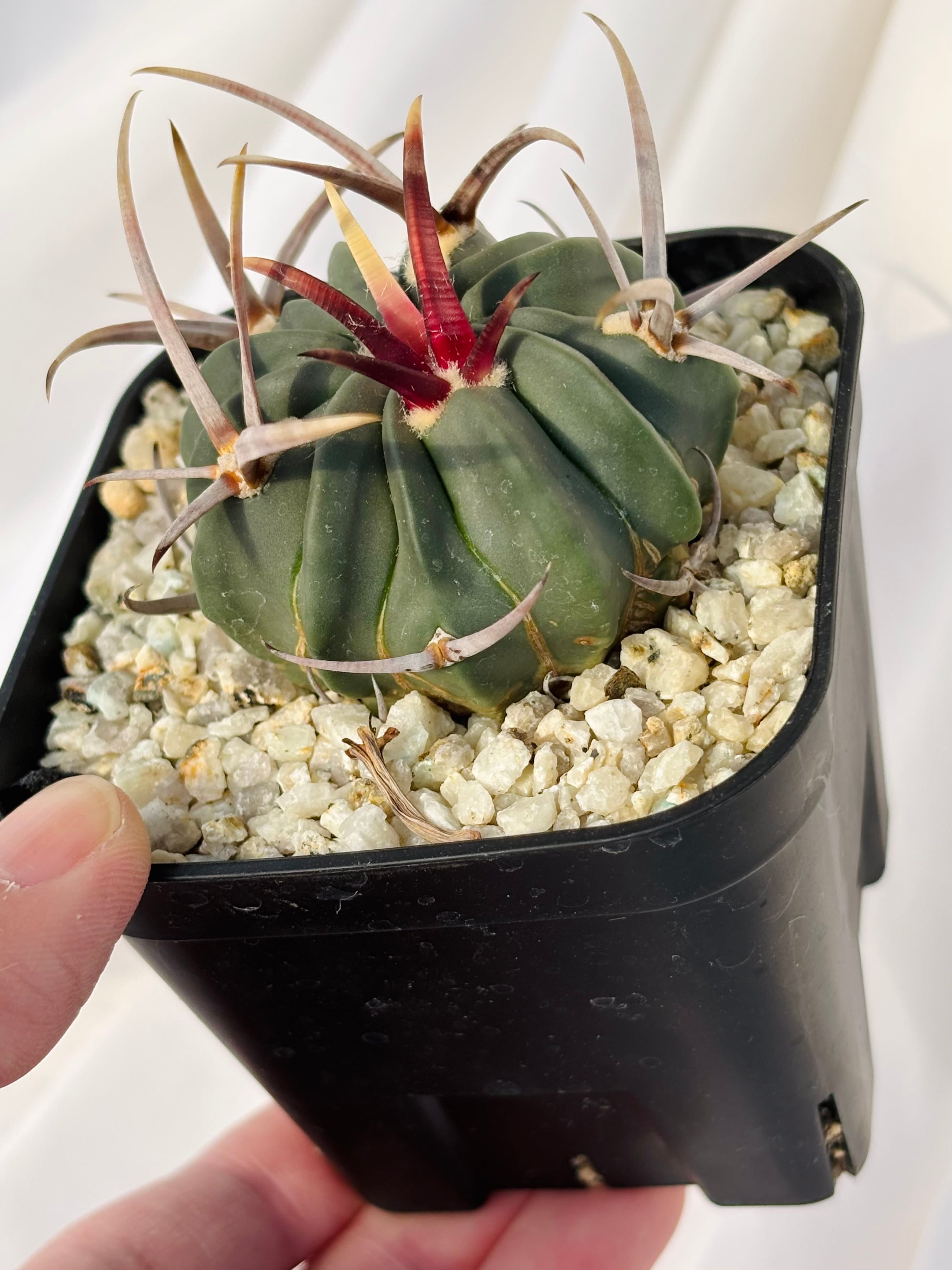 Echinofossulocactus coptonogonus エキノフォスロカクタス 竜剣丸