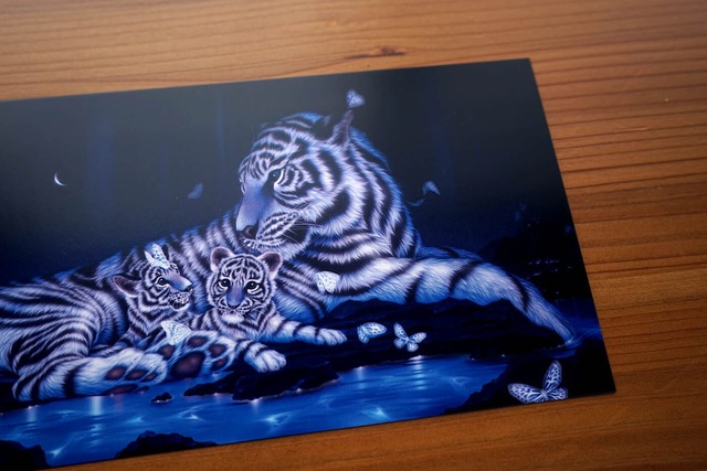 大判ポストカード「母と子 - ホワイトタイガー」