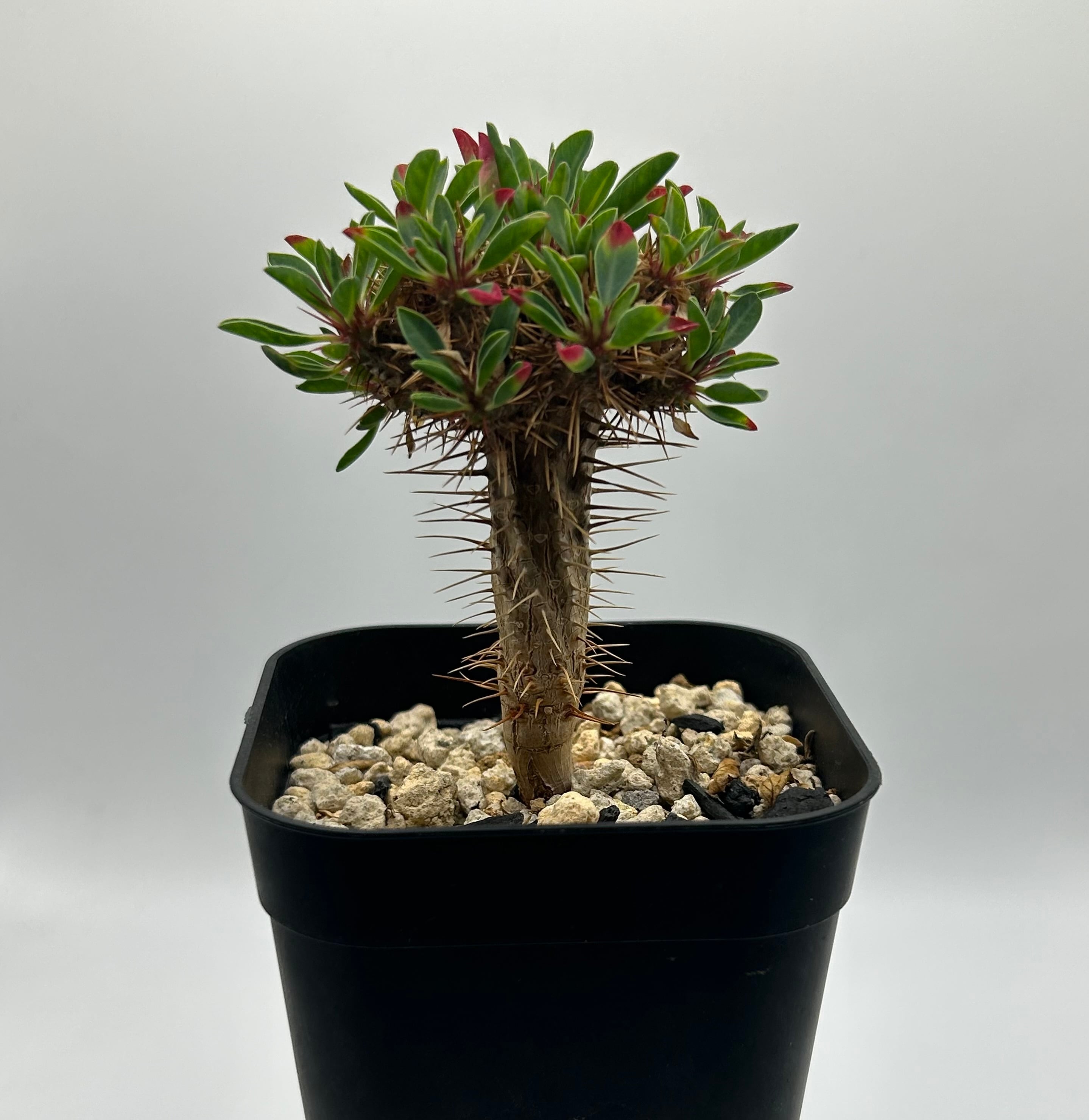 アデニウム 大型美形株【タイソコトラナム】1☆1円スタート