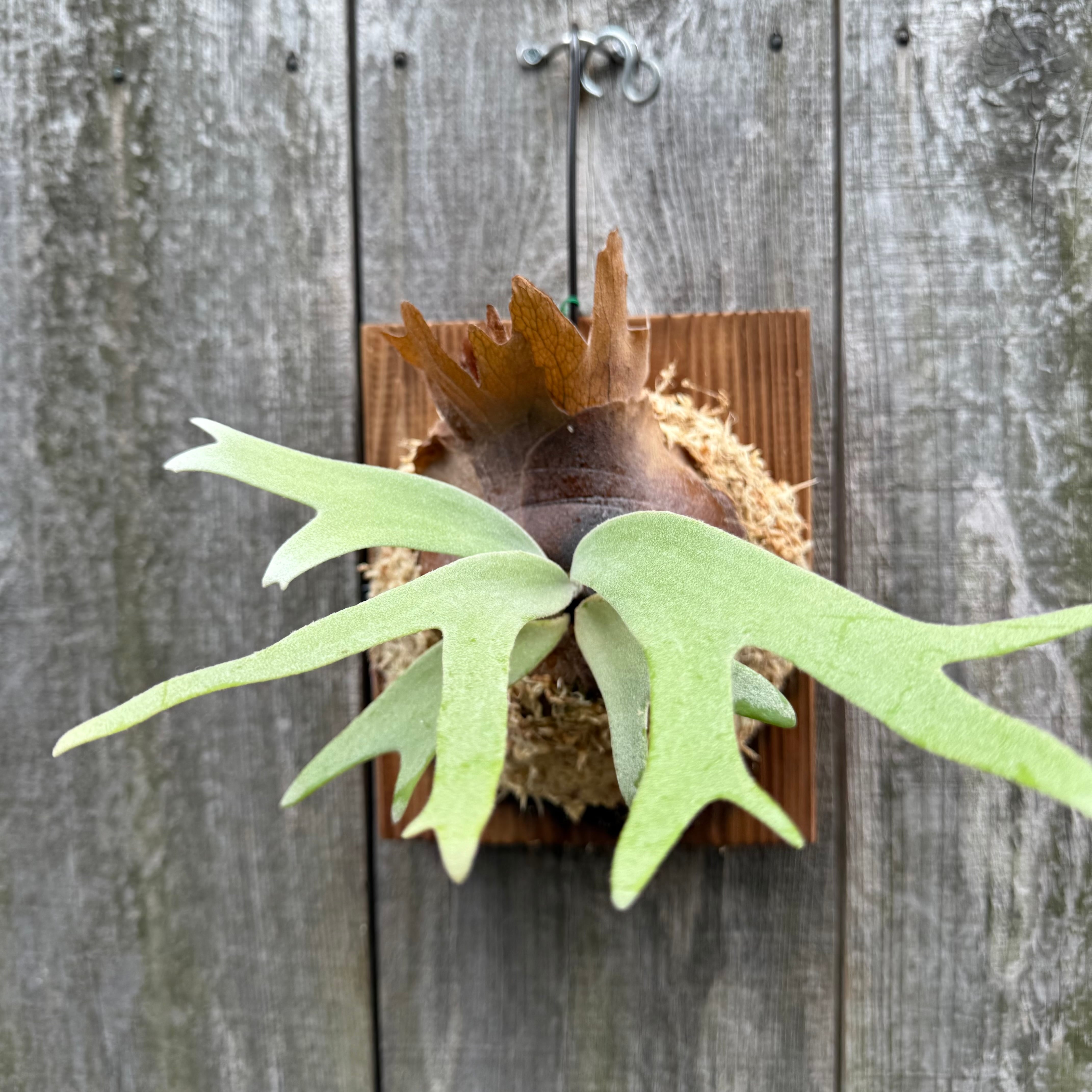 P. willinckii YAL (Mix Sporeling) | naturefix