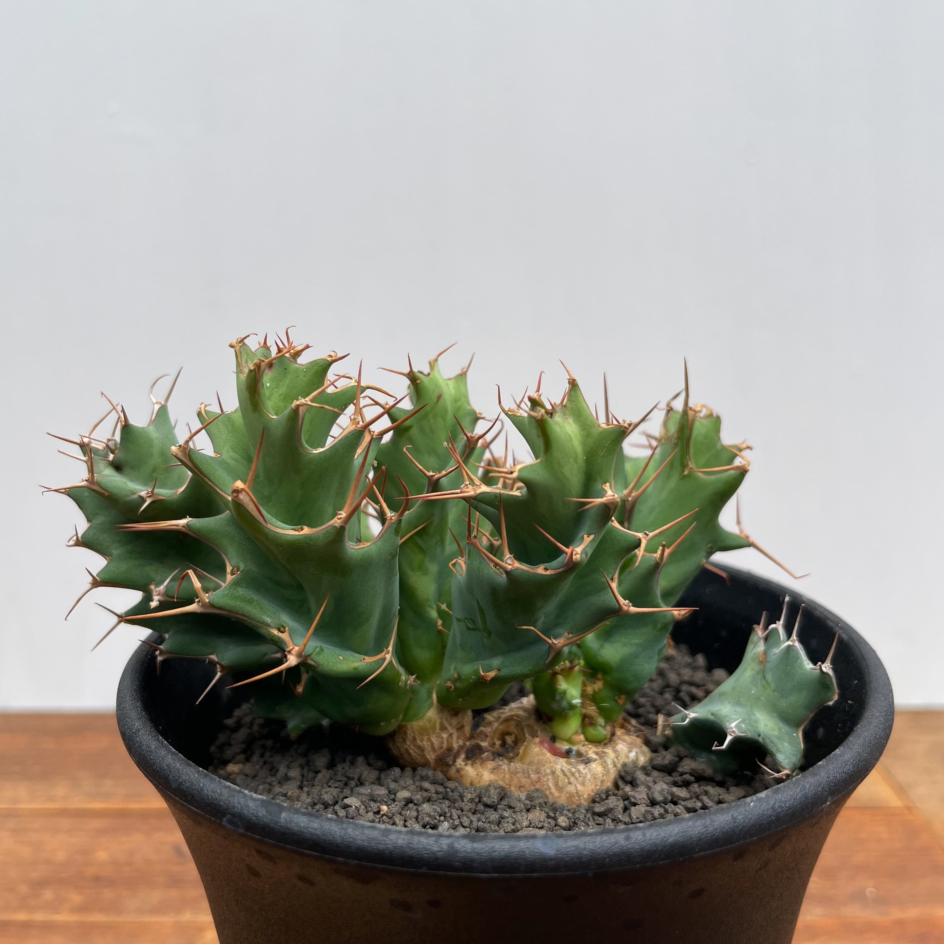 Euphorbia tortirama【ユーフォルビア・トルチラマ・実生】 | RIMO'S