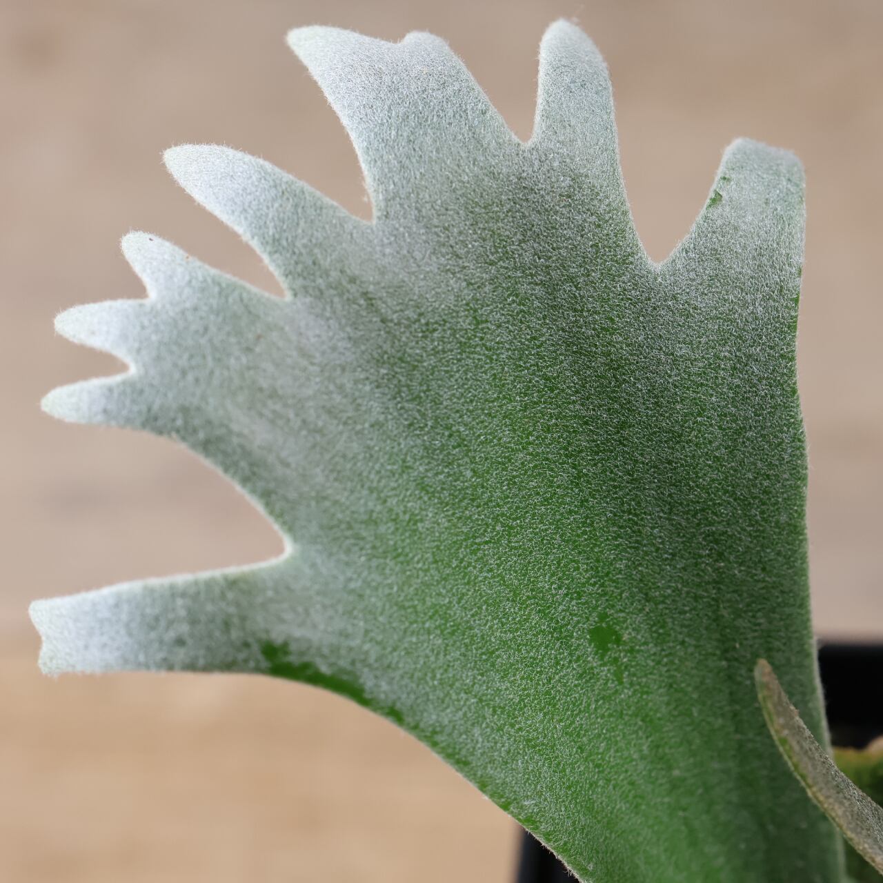 603『ビカクシダ ナノ Nano』 観葉植物【送料無料】 | MARX PLANTS