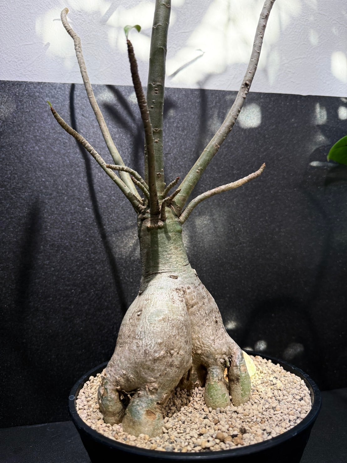 つるとん【極美/超極太/塊根植物】アデニウム ソマレンセ つるとん様 専用【極美/超極太/塊根植物】アデニウム ソマレンセ