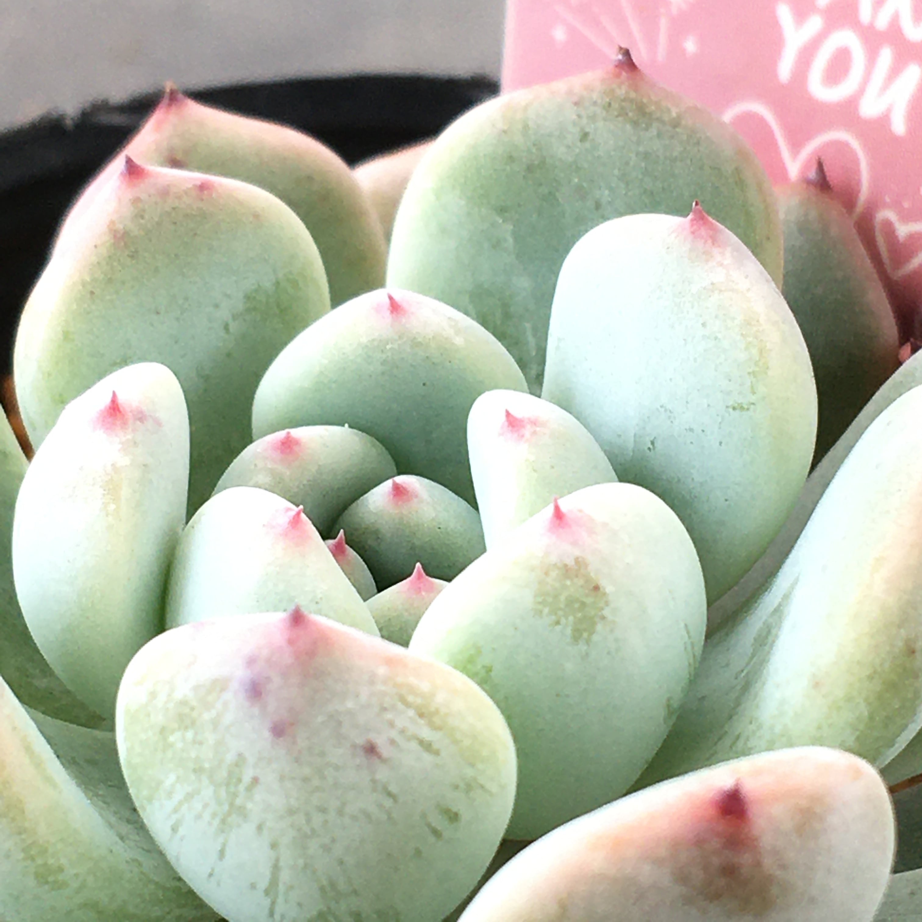 多肉植物　韓国苗　ビアント　発根済み ビアント 韓国苗 | RuPo 多肉植物専門店