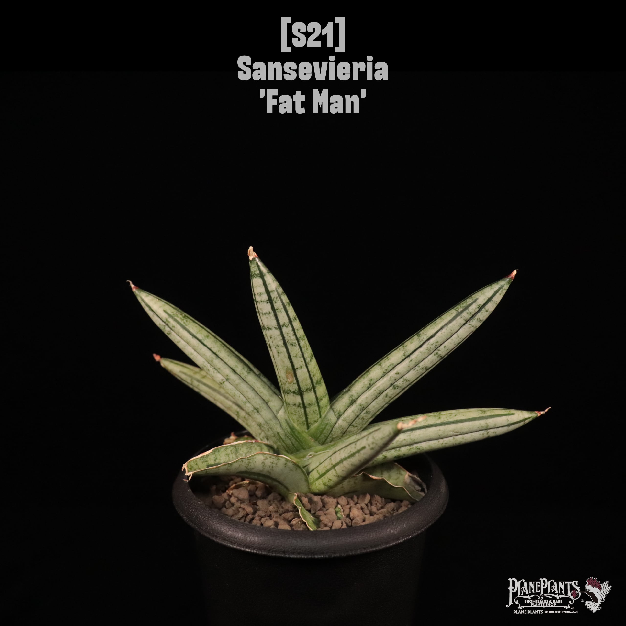 【送料無料】Sansevieria 'Fat Man'〔サンセベリア〕現品発送S21