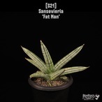 【送料無料】Sansevieria 'Fat Man'〔サンセベリア〕現品発送S21