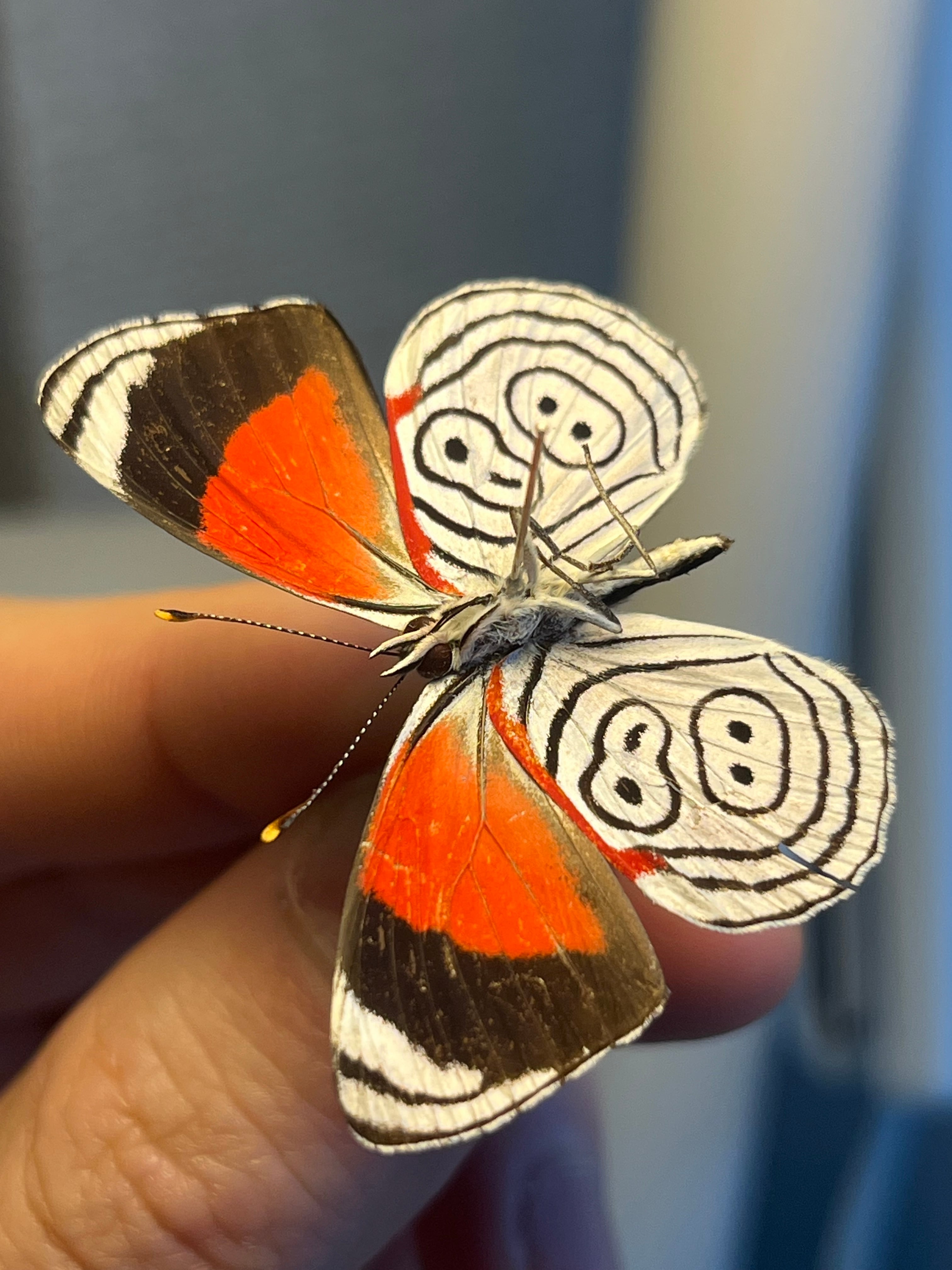 ヘレナモルフォ レテノールモルフォ蝶 蛾ピカソモスモルフォチョウ