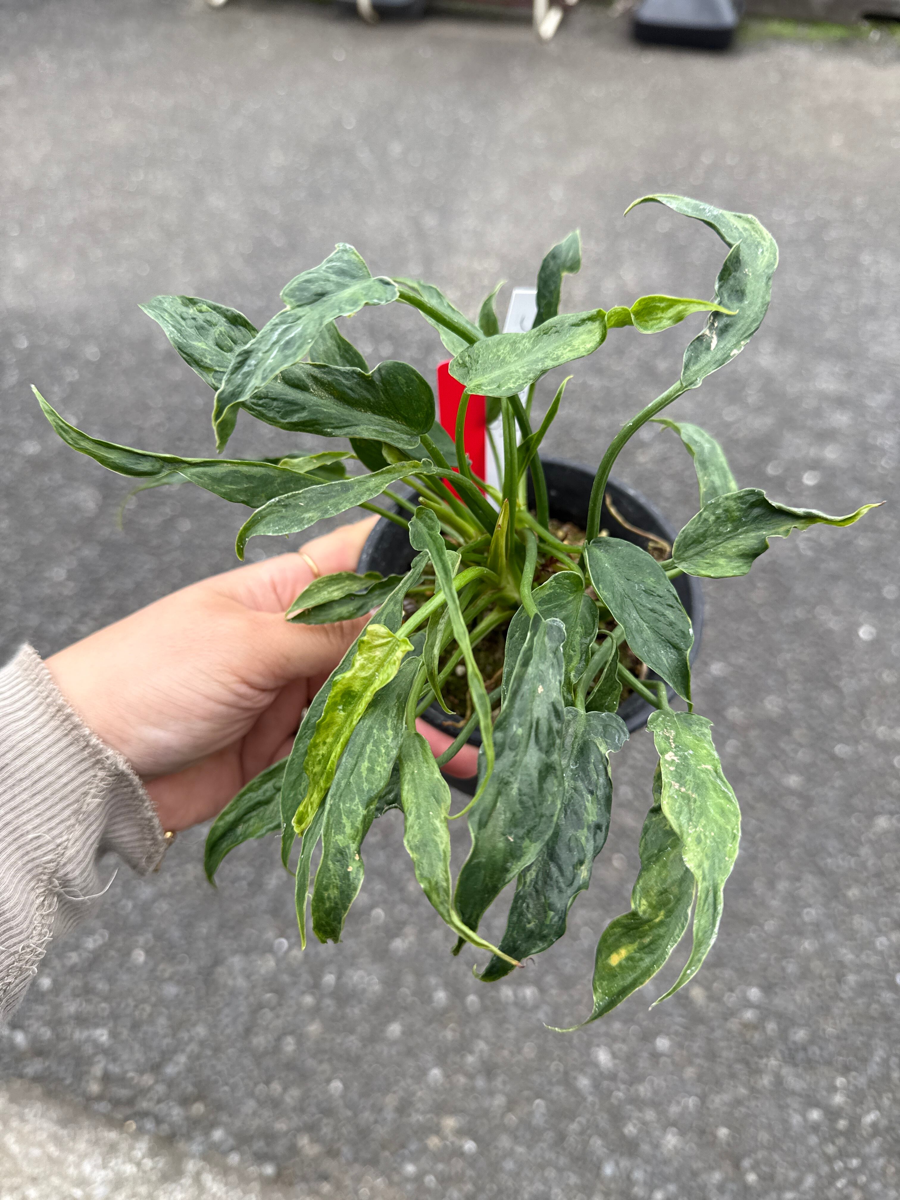 B フィロデンドロン キャラメルマーブル ファイヤータイガー