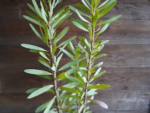 【現物】プロテア ”スザンナエ” C