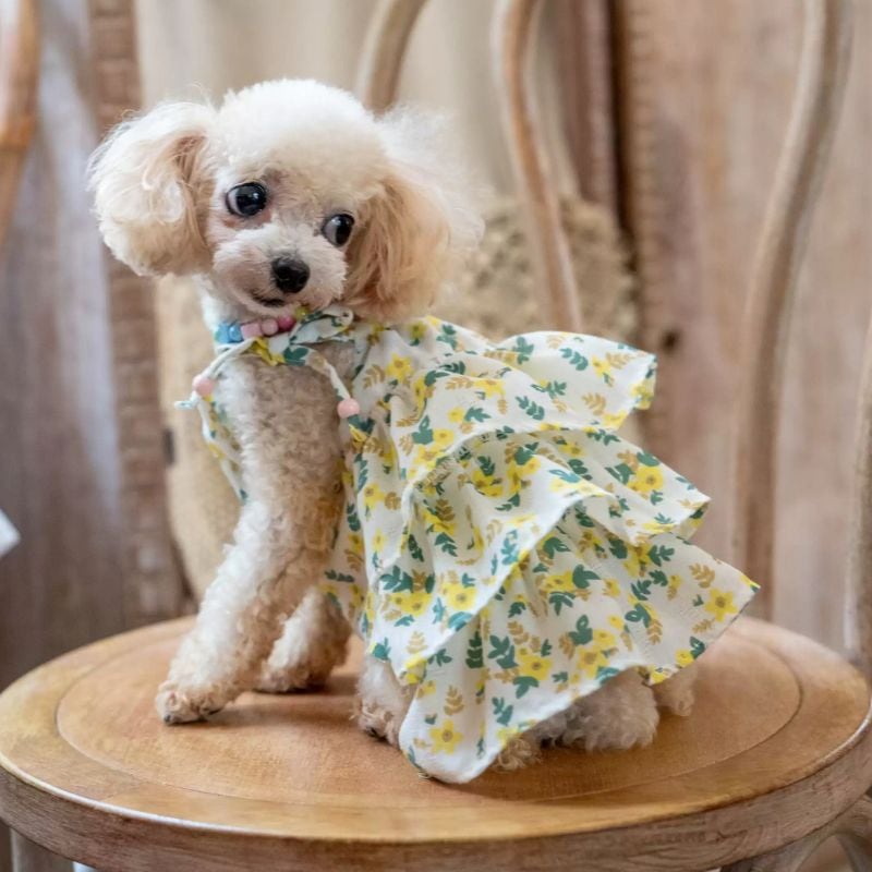 【予約】イエローフラワーのワンピース 犬服 01330