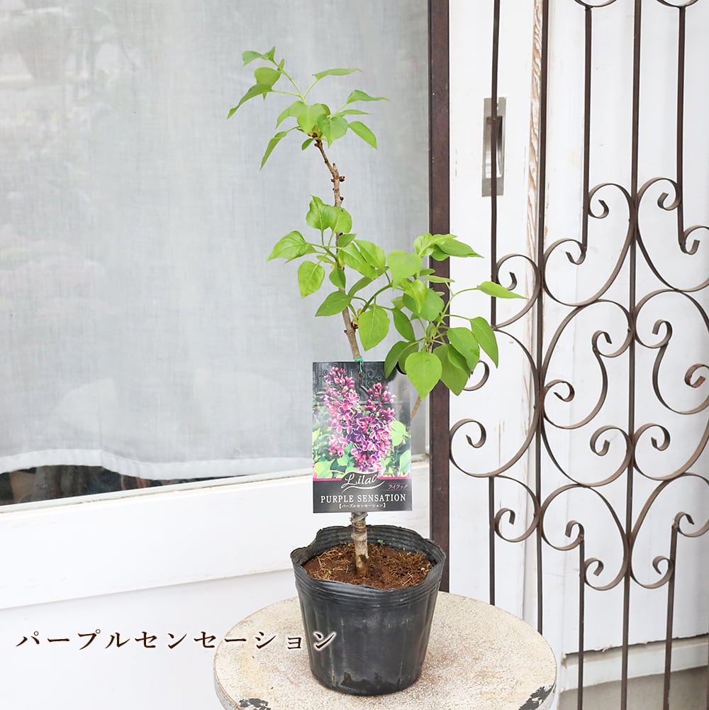 花木苗 ライラック ブルームーン パープルセンセーション リラワンダー