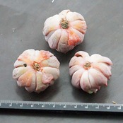 カット苗 テキセンシス ロゼア 小苗 Echeveria 'Texensis Rosea'