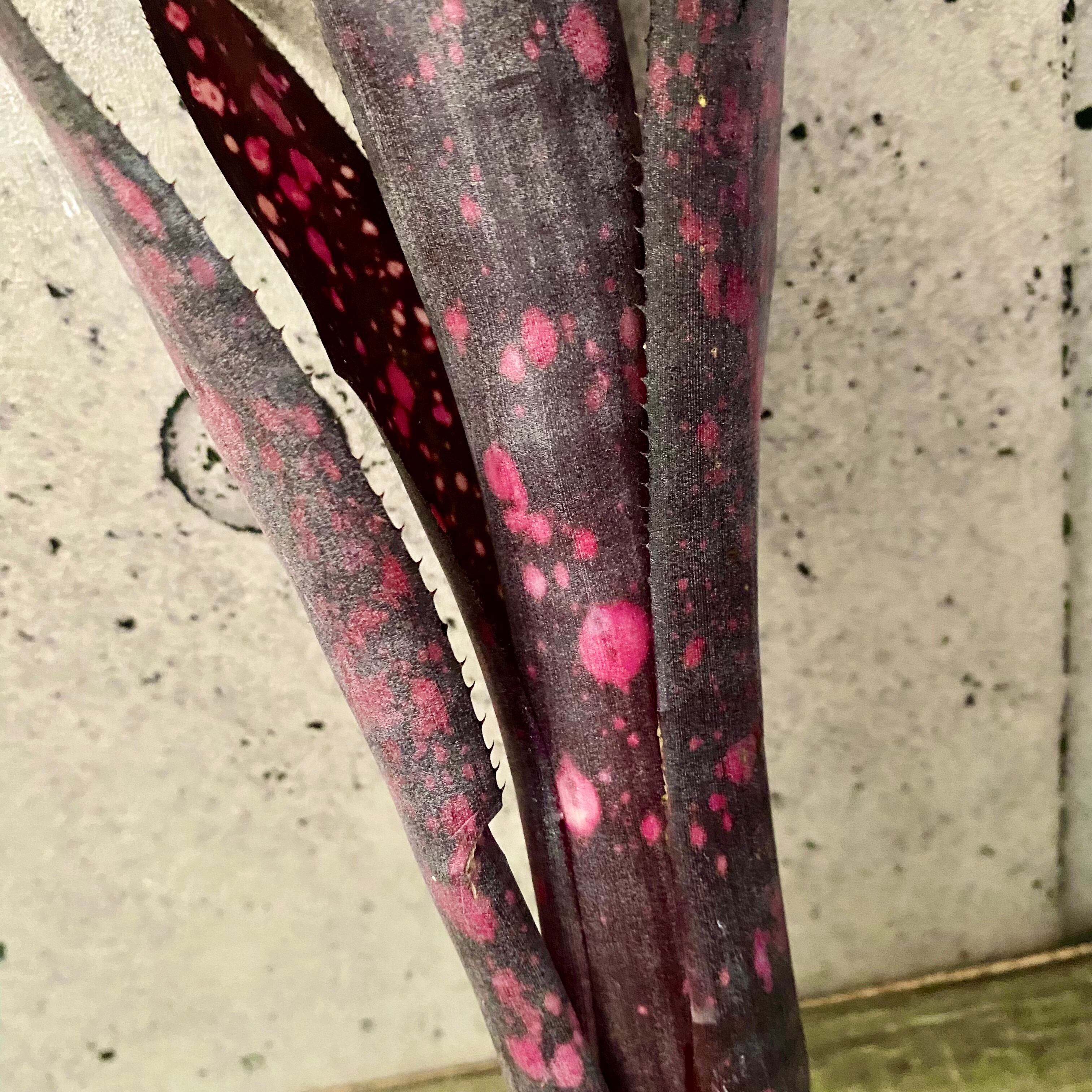 レアです！タンクブロメリア『Black Cherry』 | Planet Plants