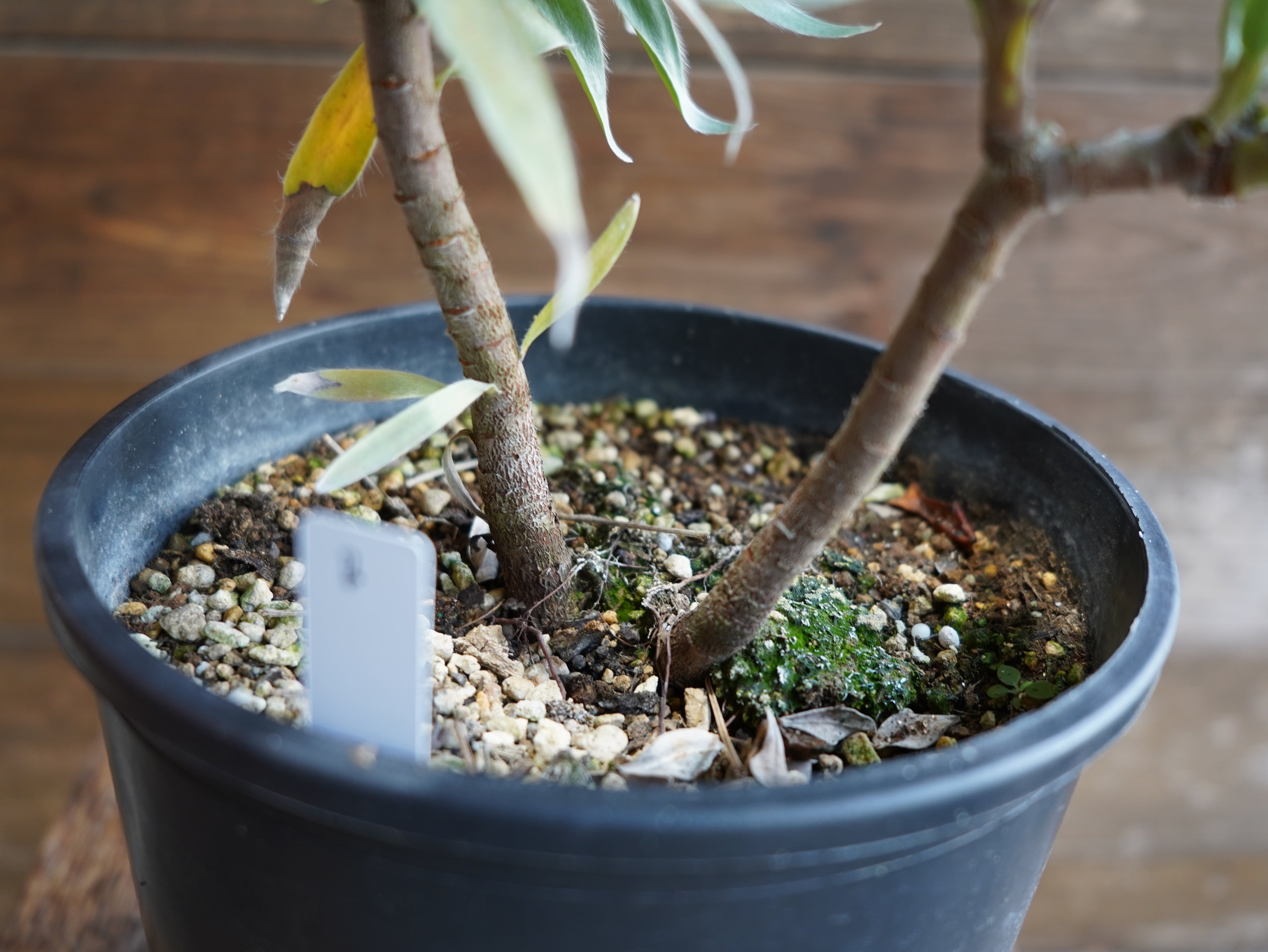 【現物】リューカデンドロン　”シルバーアフリカーナ”　B