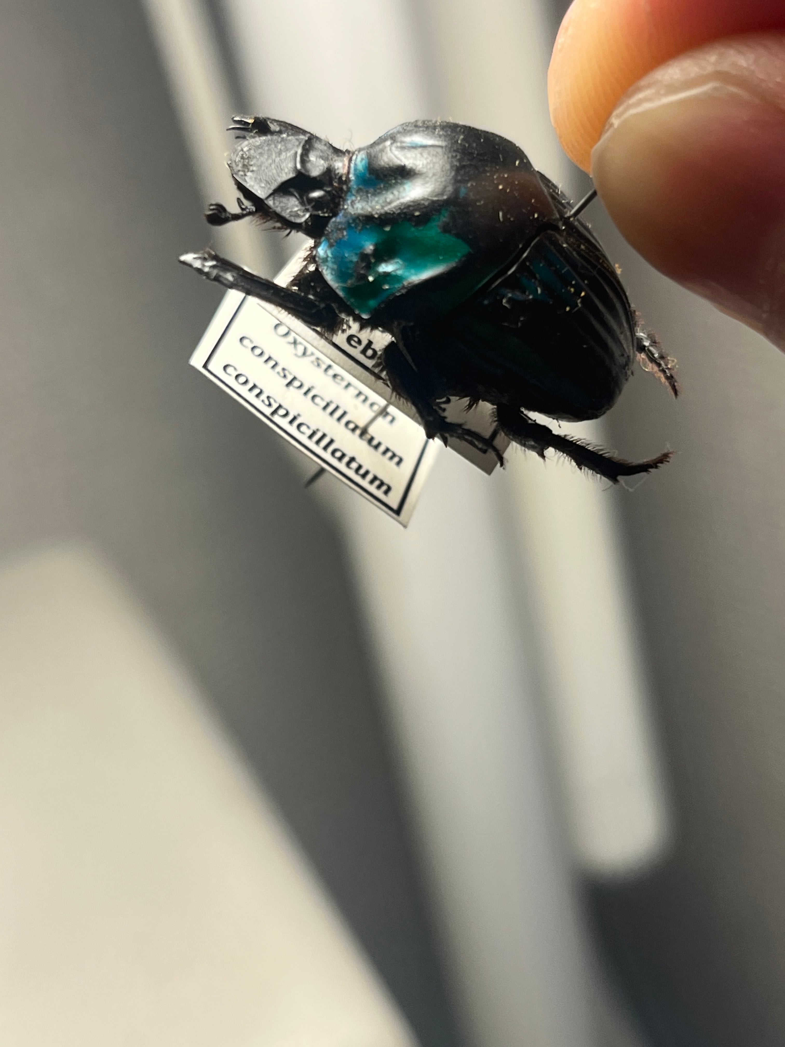 27mm♀】ミドリツヤダイコクコガネ フンチュウ糞虫昆虫標本甲虫