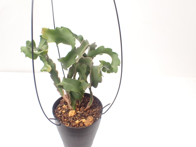 Epiphyllm guatemalense 'Monstrose'　４号　吊り鉢